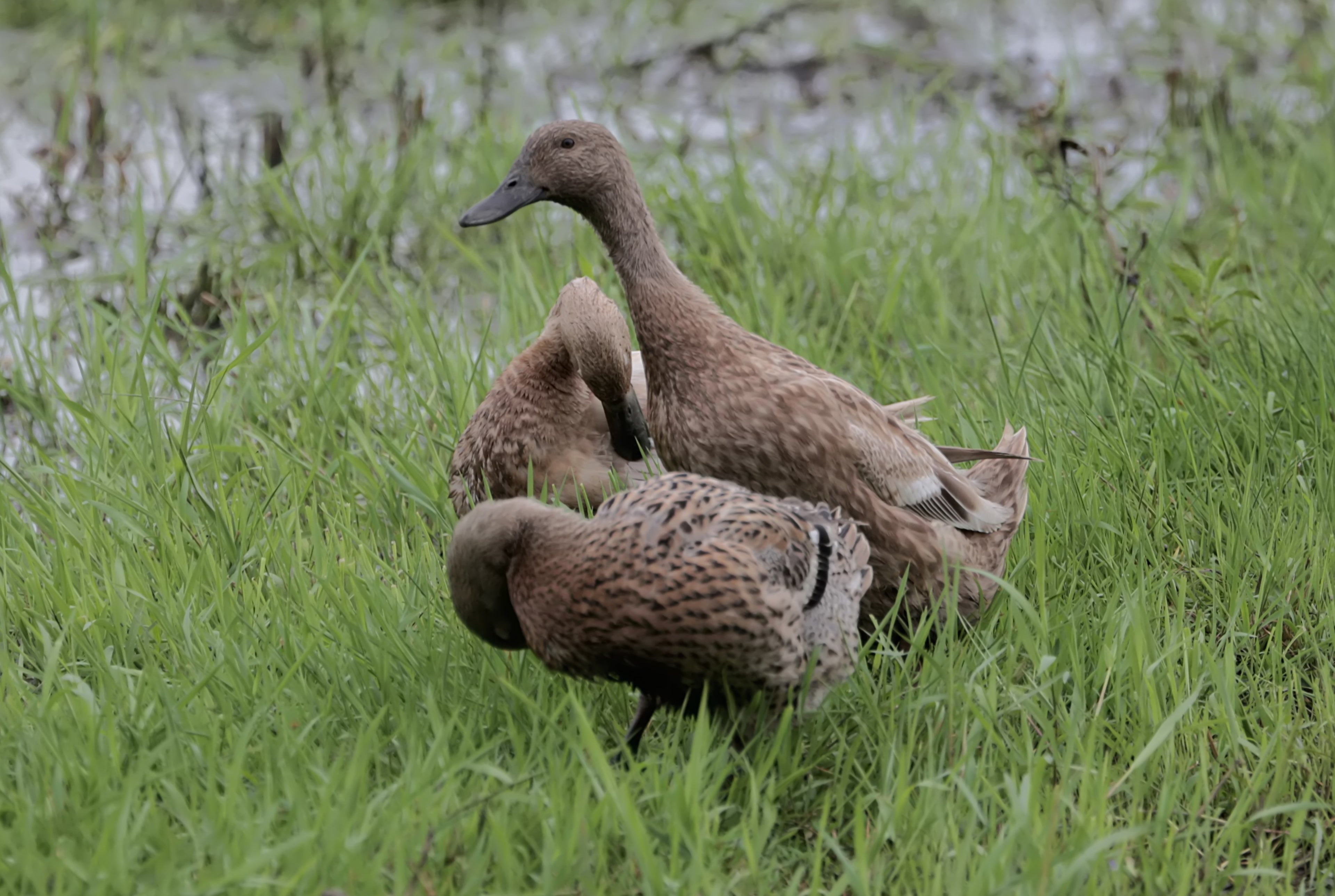 BLUE RUNNER DUCK