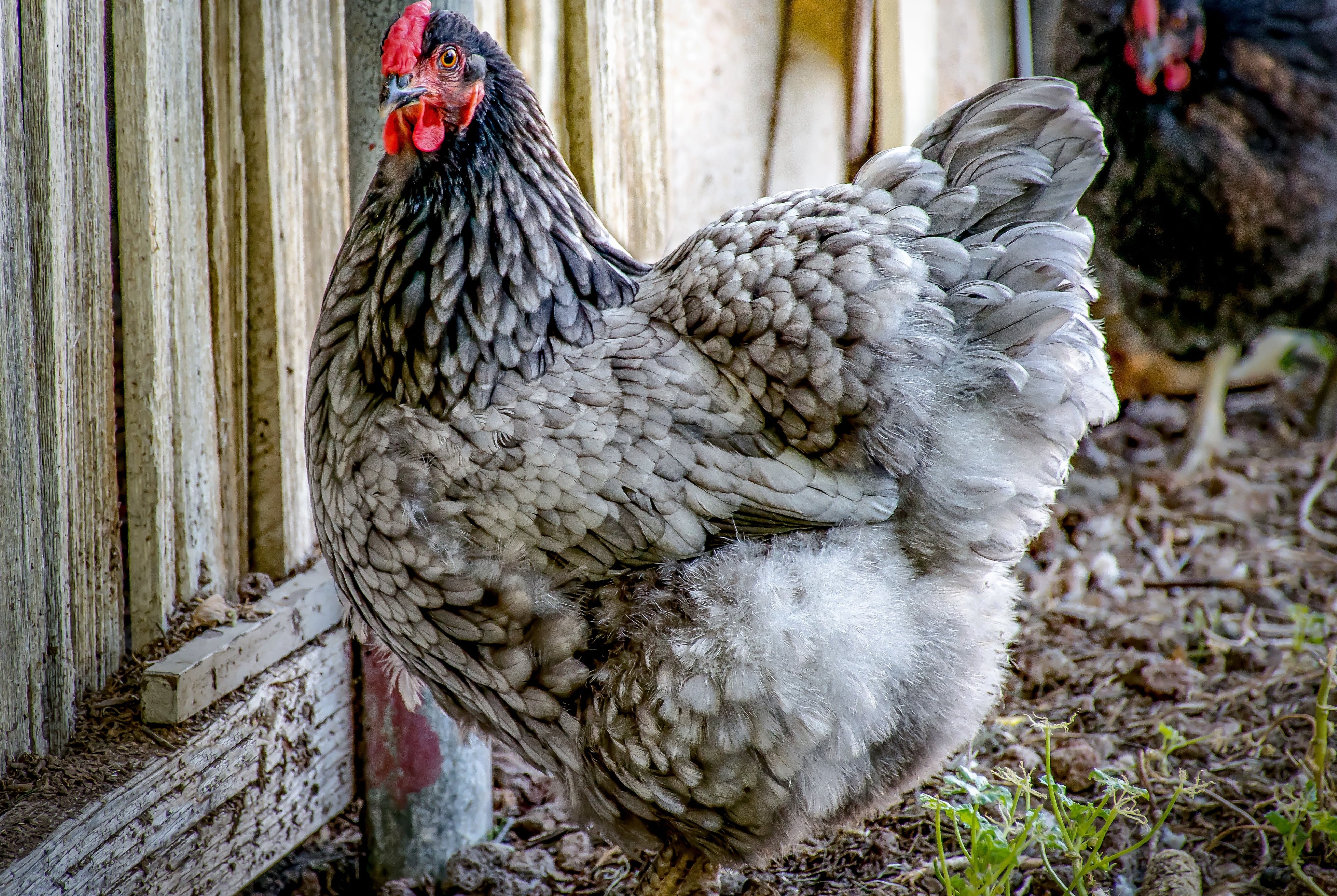 BLUE WYANDOTTE SR
