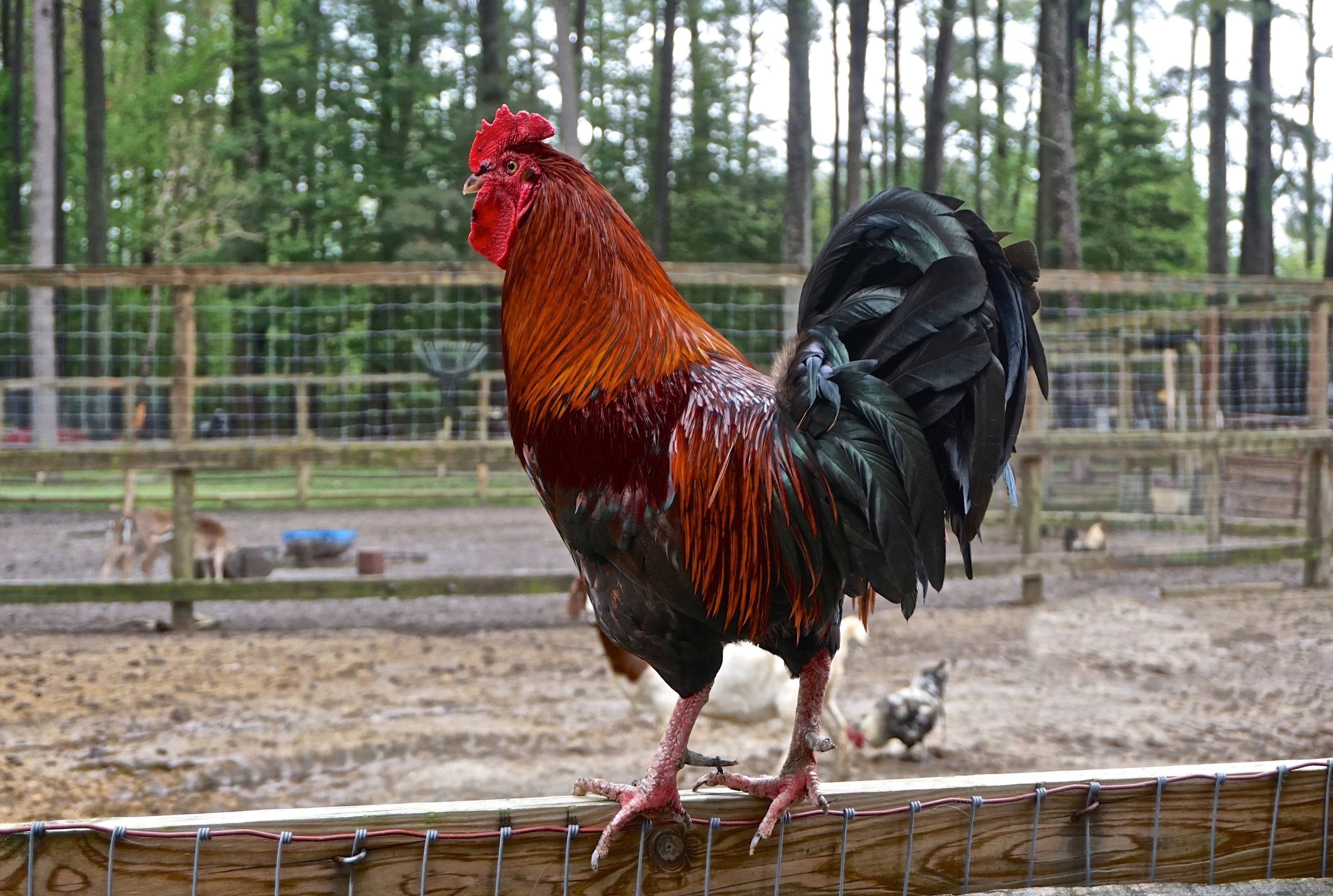 RHODE ISLAND RED MALES