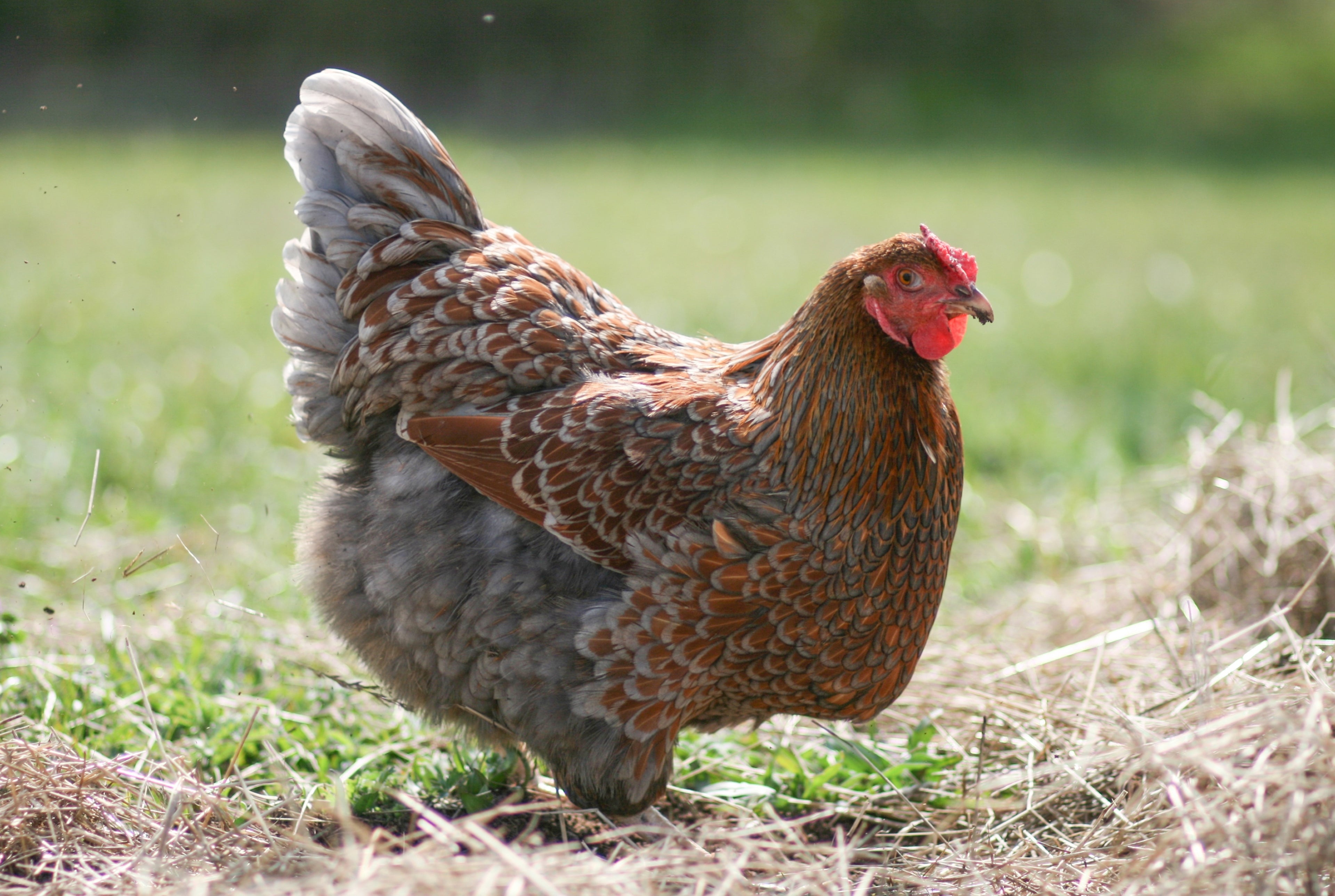 BLUE LACED RED WYANDOTTE PULLET
