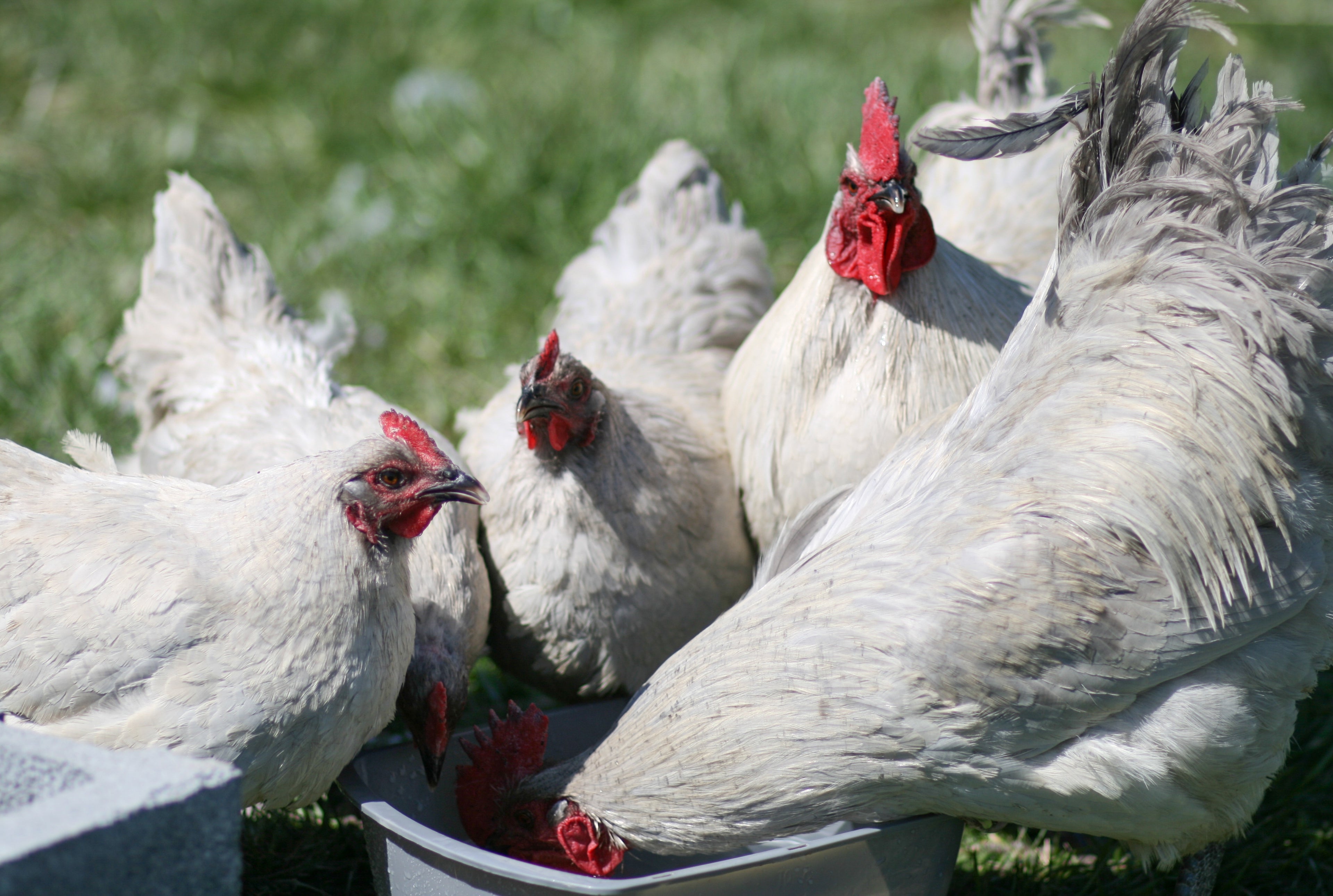 LAVENDER ORPINGTON PULLET