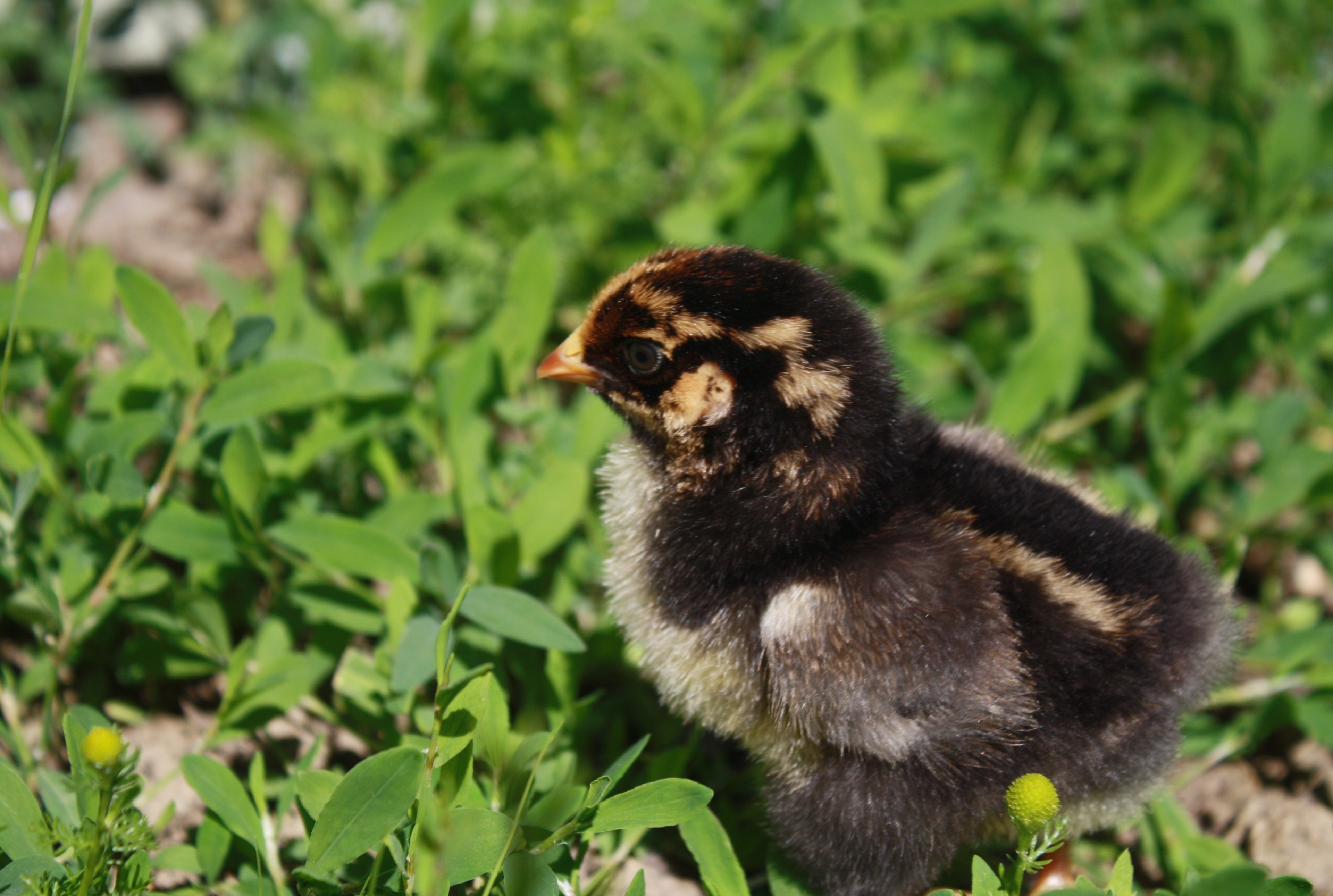 GOLD LACED WYANDOTTE SR
