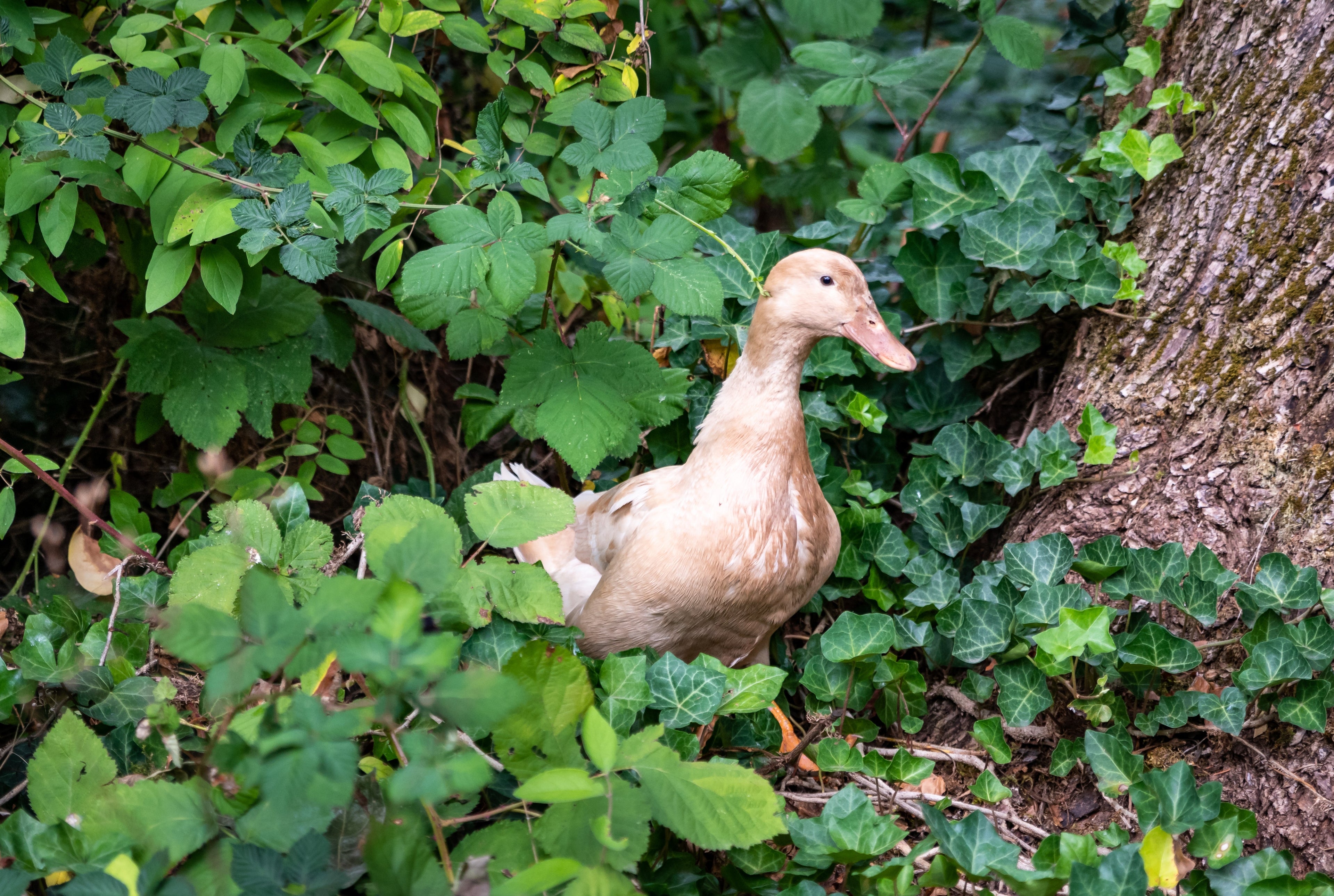 BUFF DUCK