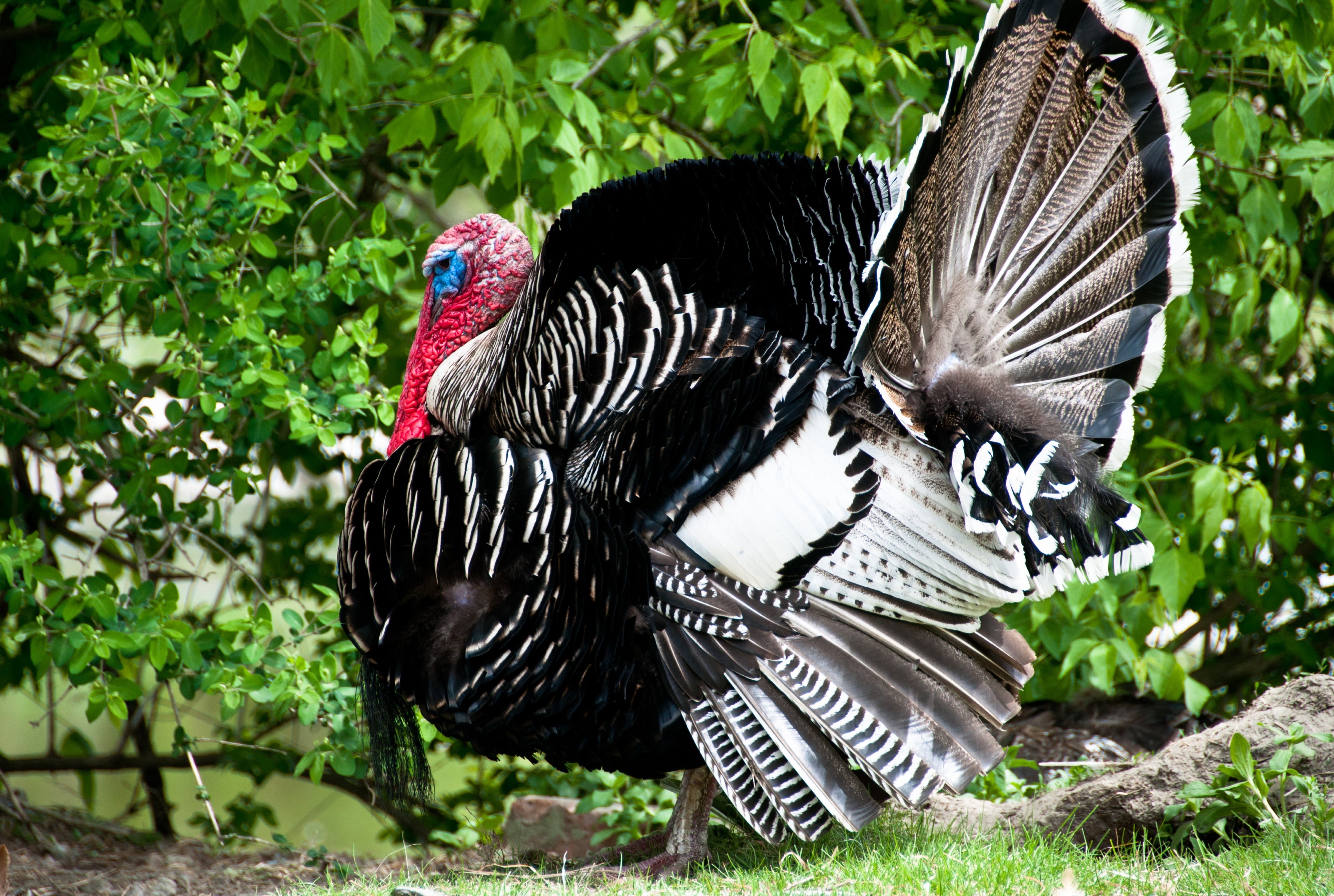 NARRAGANSETT TURKEY SR