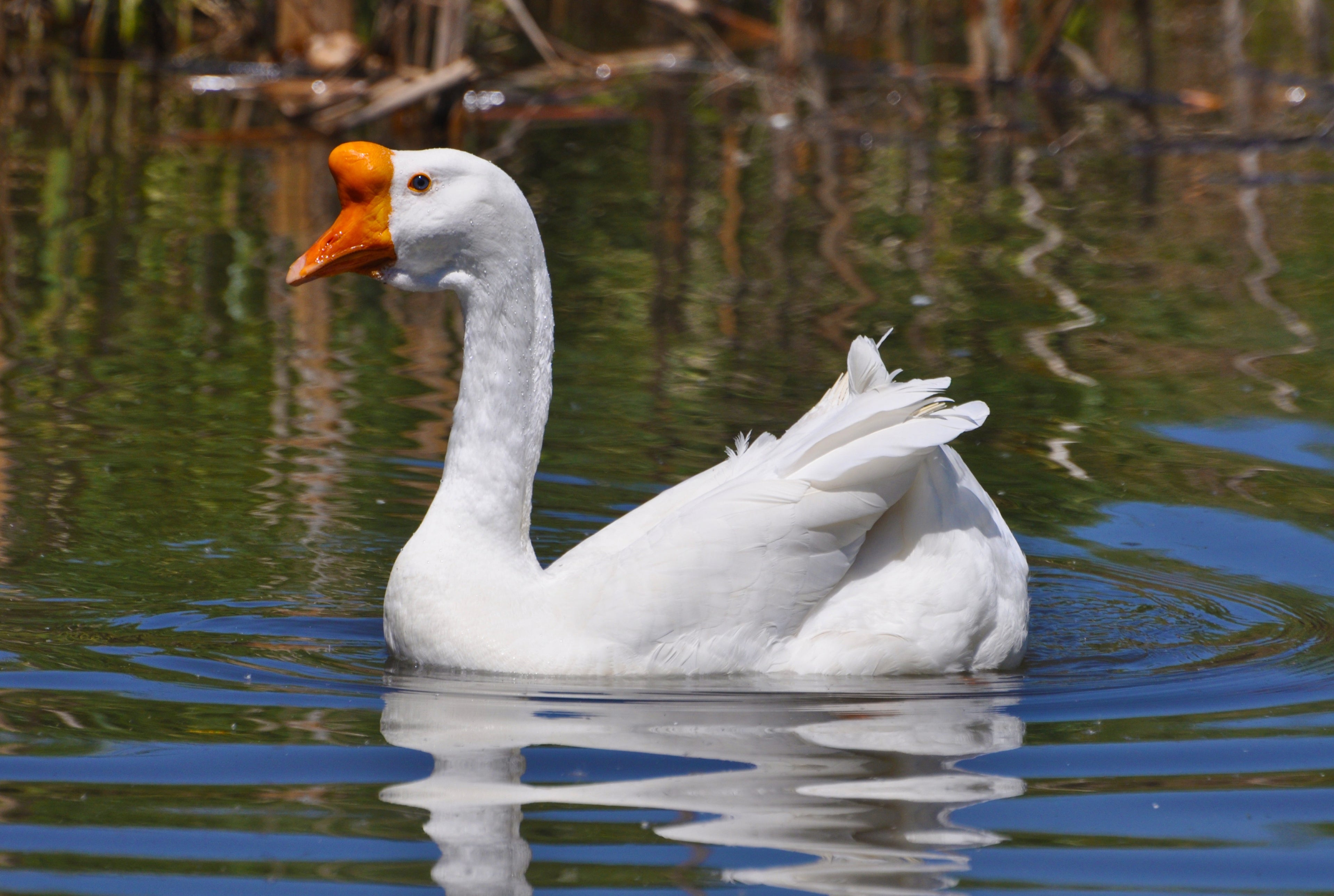 WHITE CHINESE GOSLING