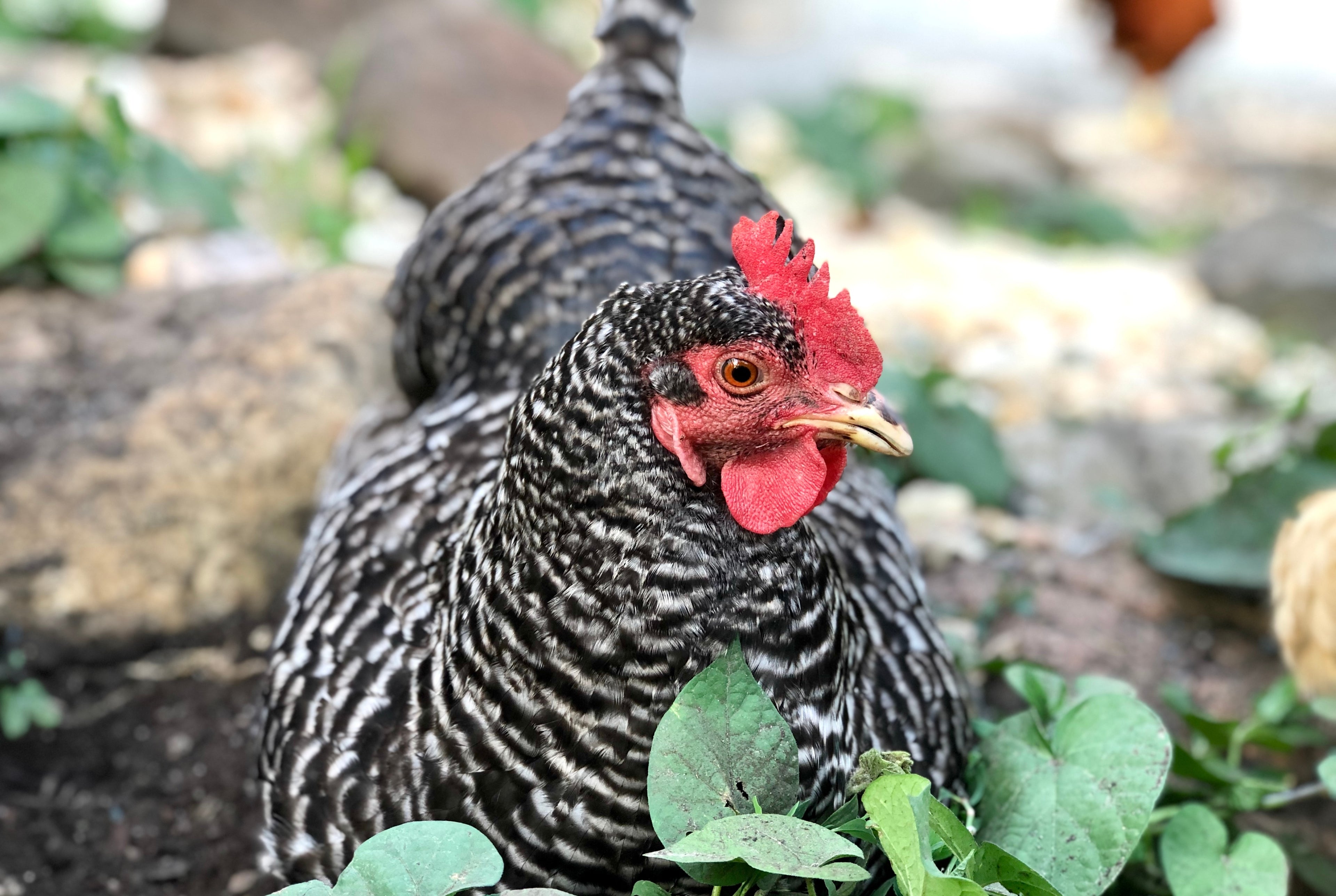 BARRED ROCK PULLET