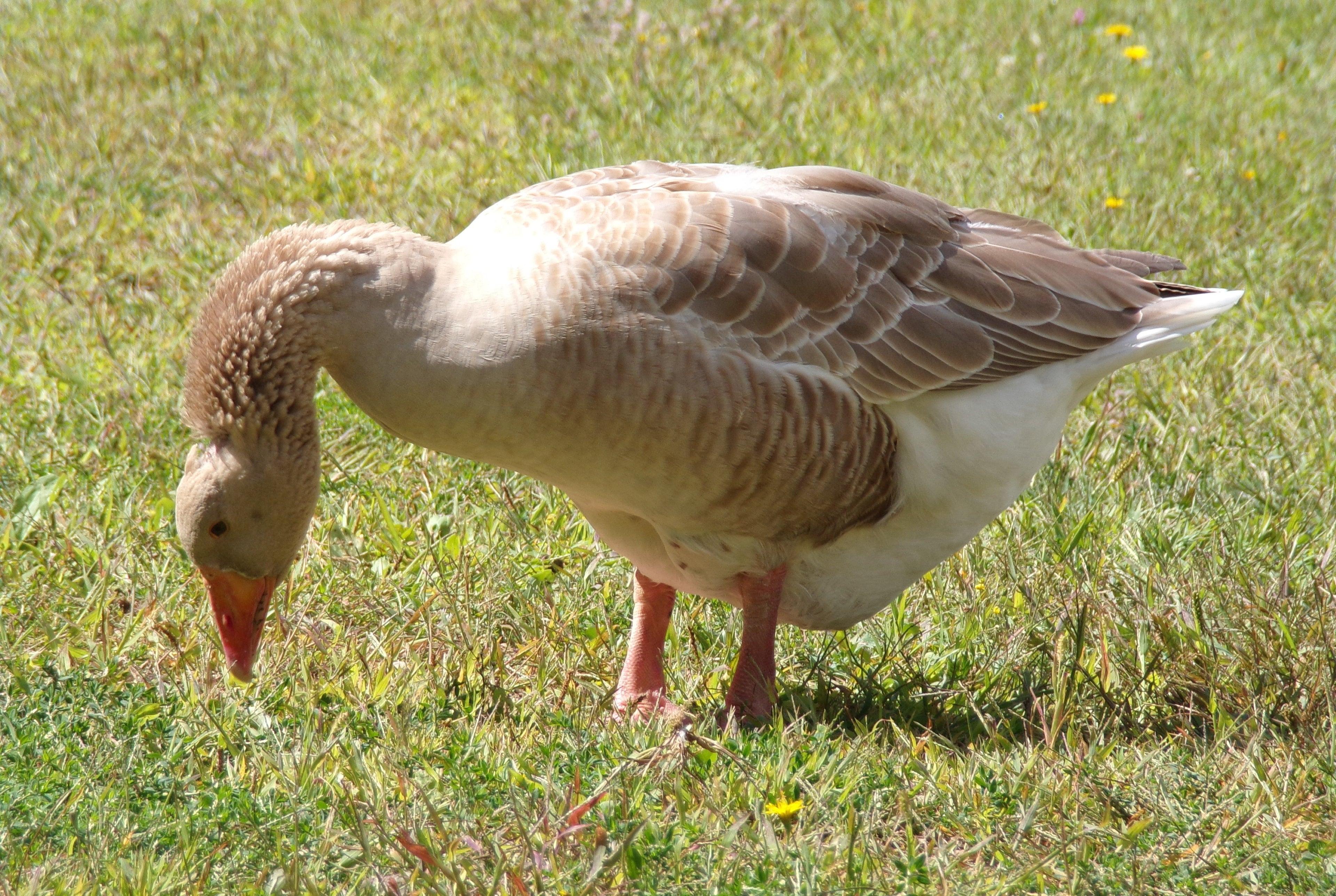BUFF GOSLING