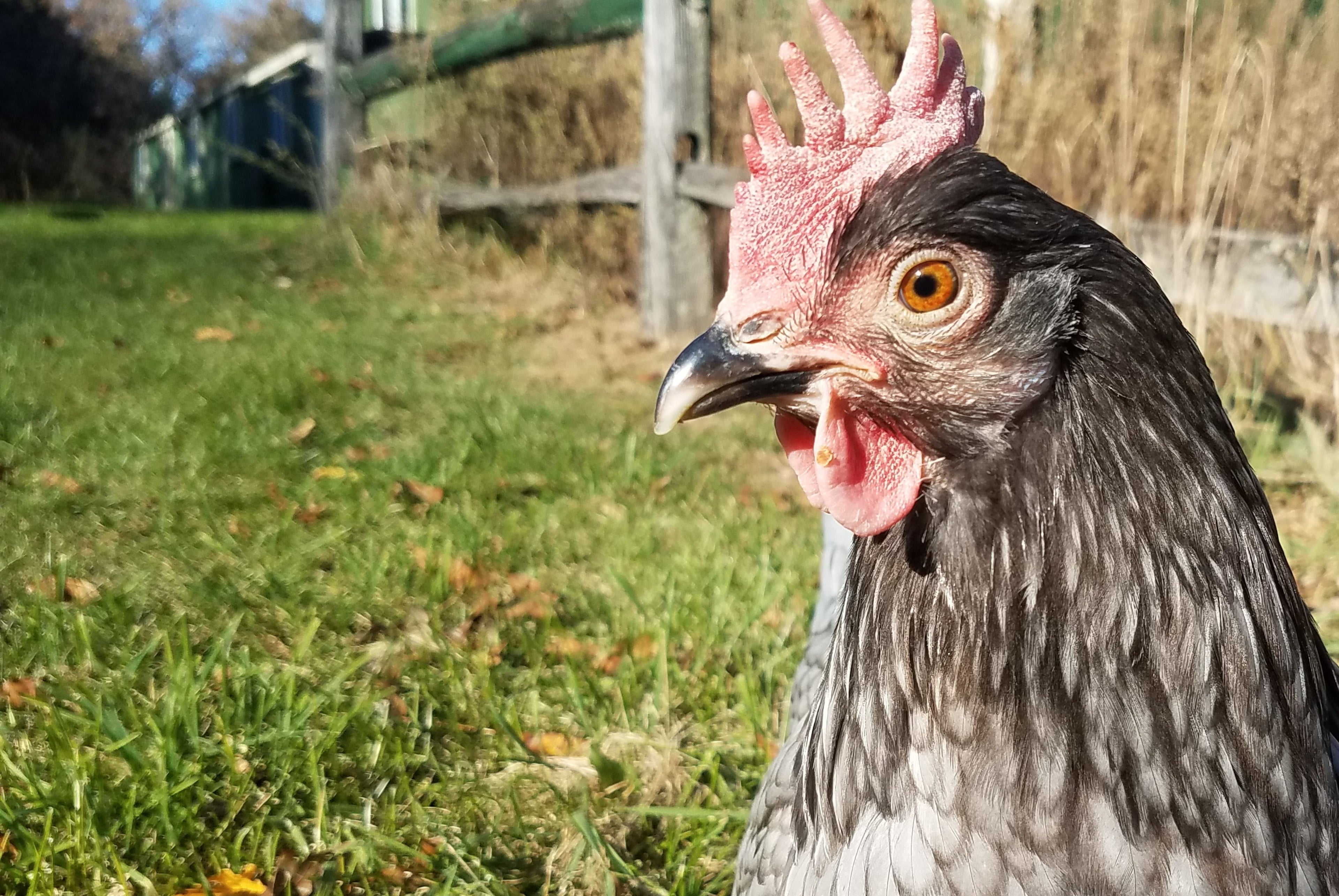 BLUE ANDALUSIAN MALE