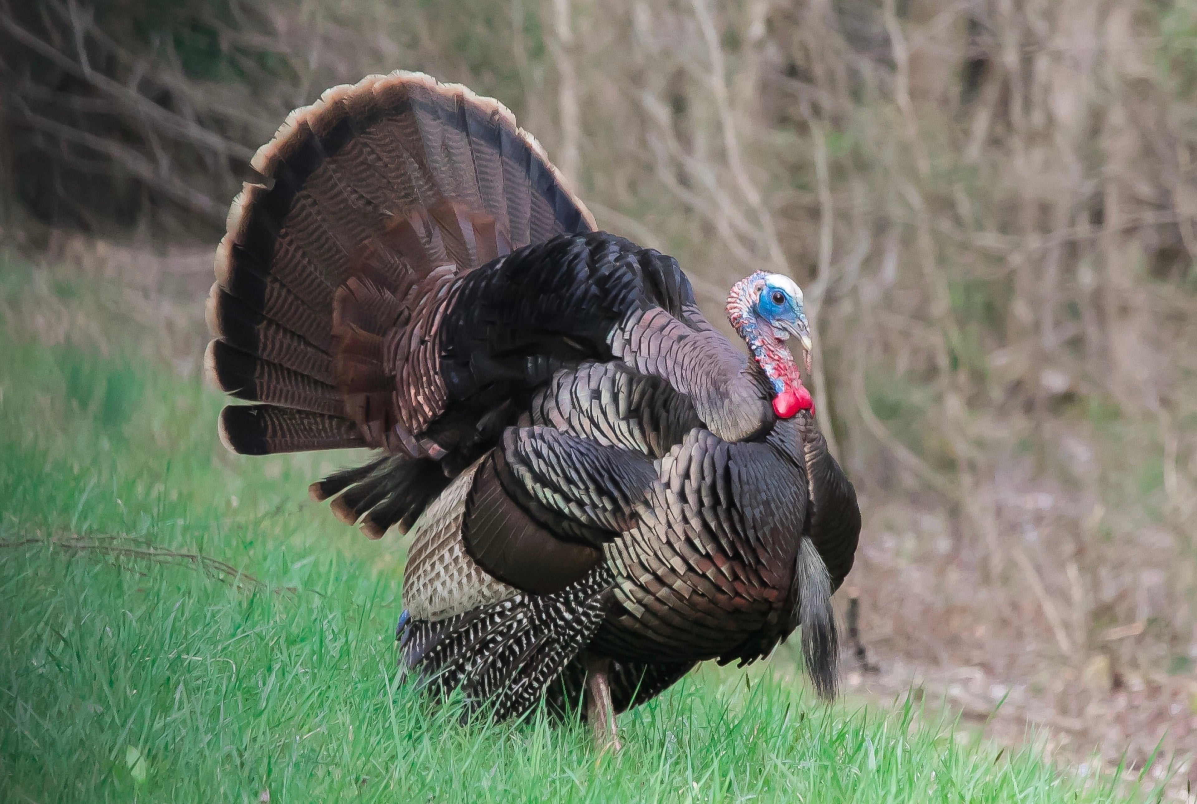 CHOCOLATE TURKEY SR
