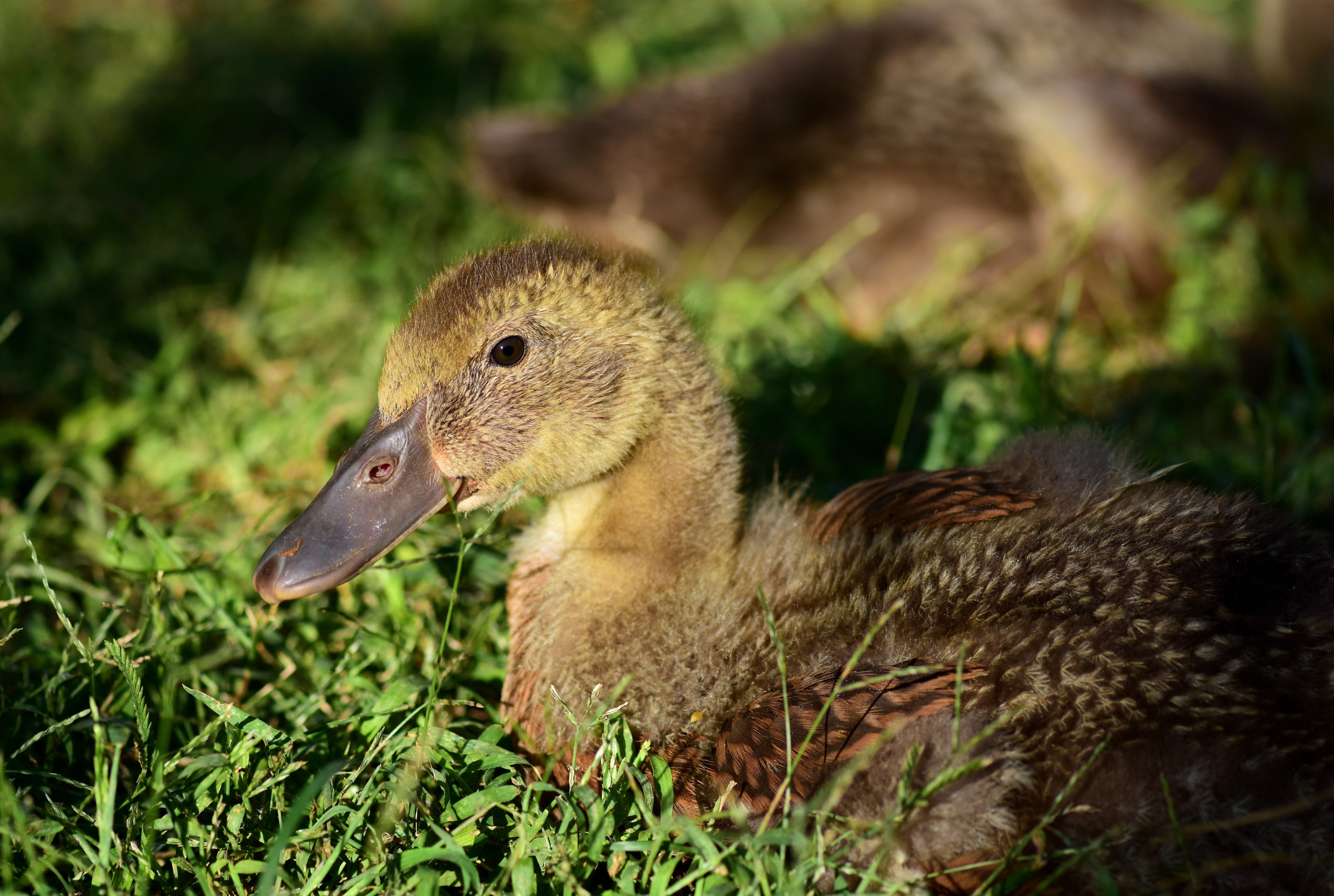 GOLDEN 300 HYBRID DUCK