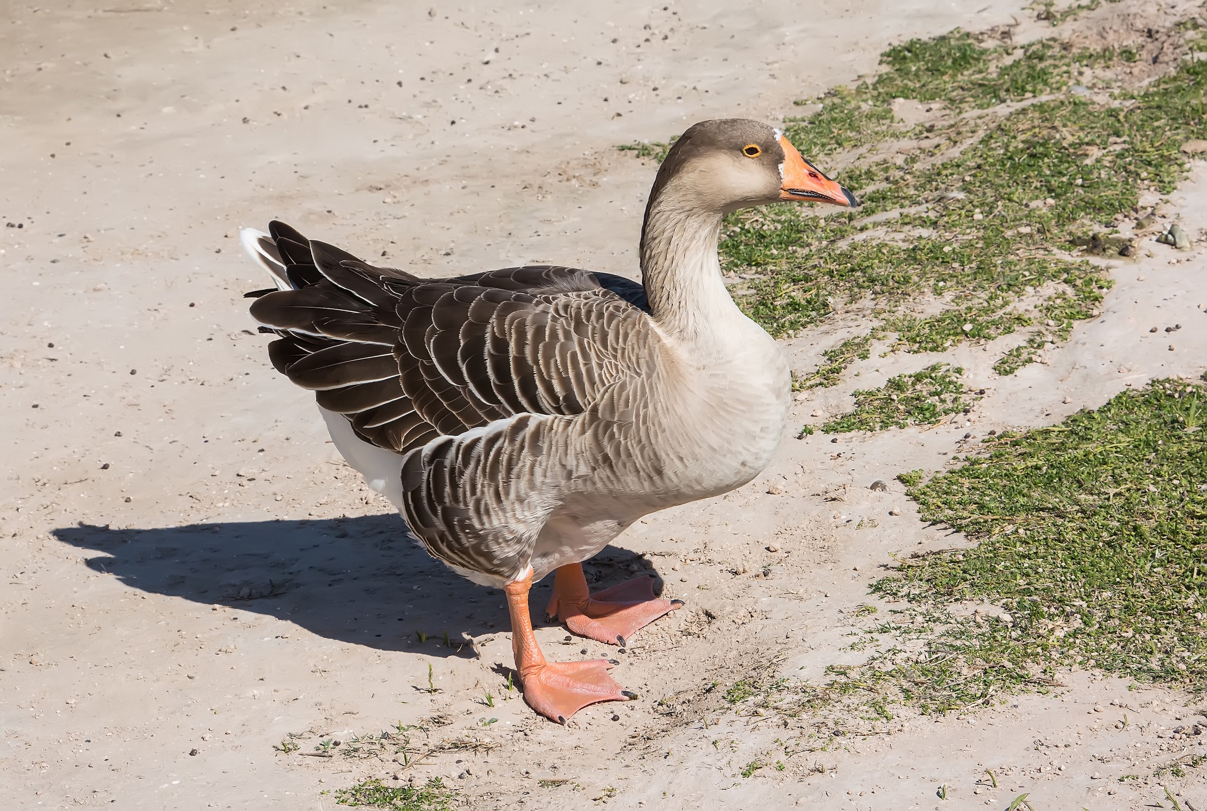 FRENCH TOULOUSE GOSLING