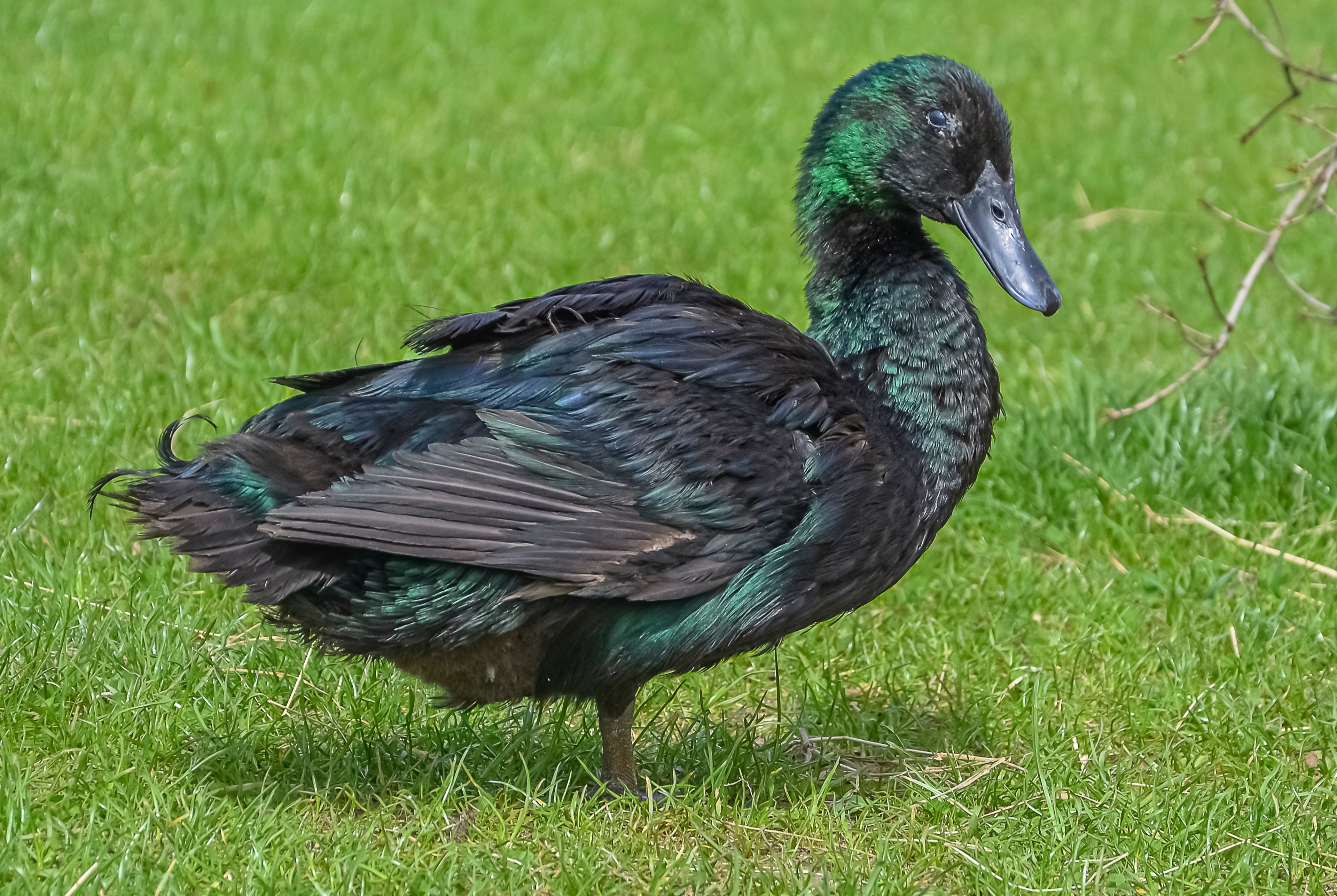 CAYUGA DUCK