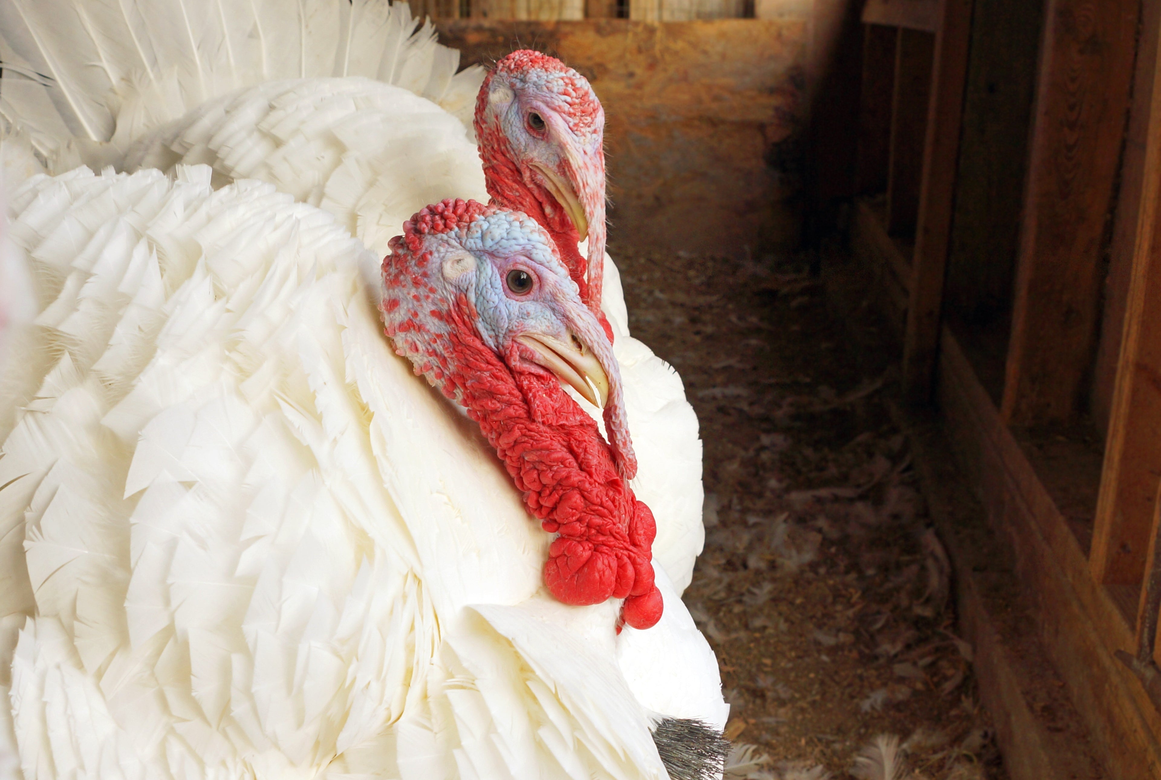 BELTSVILLE SMALL WHITE TURKEY SR