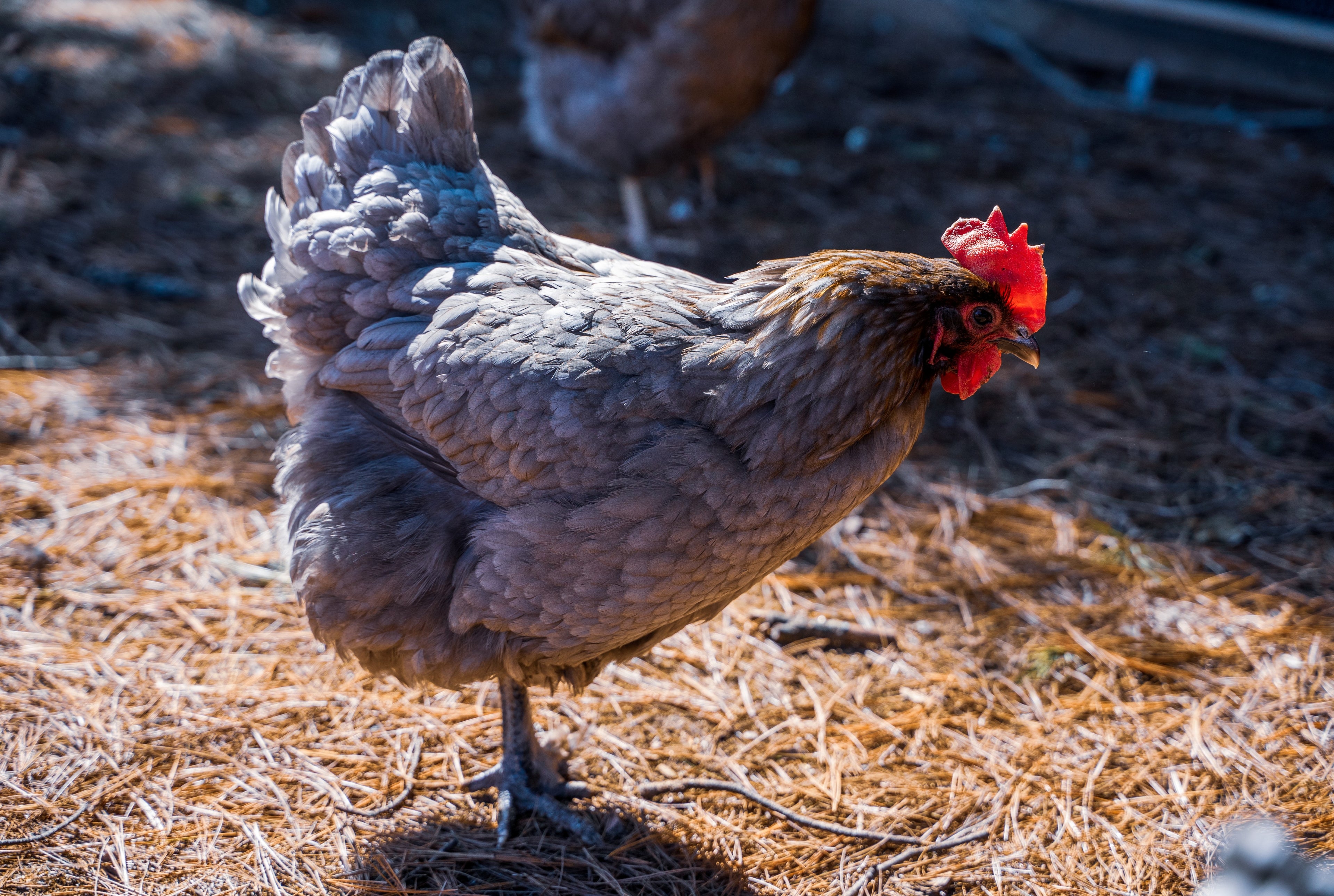FRENCH BLUE COPPER MARAN PULLET