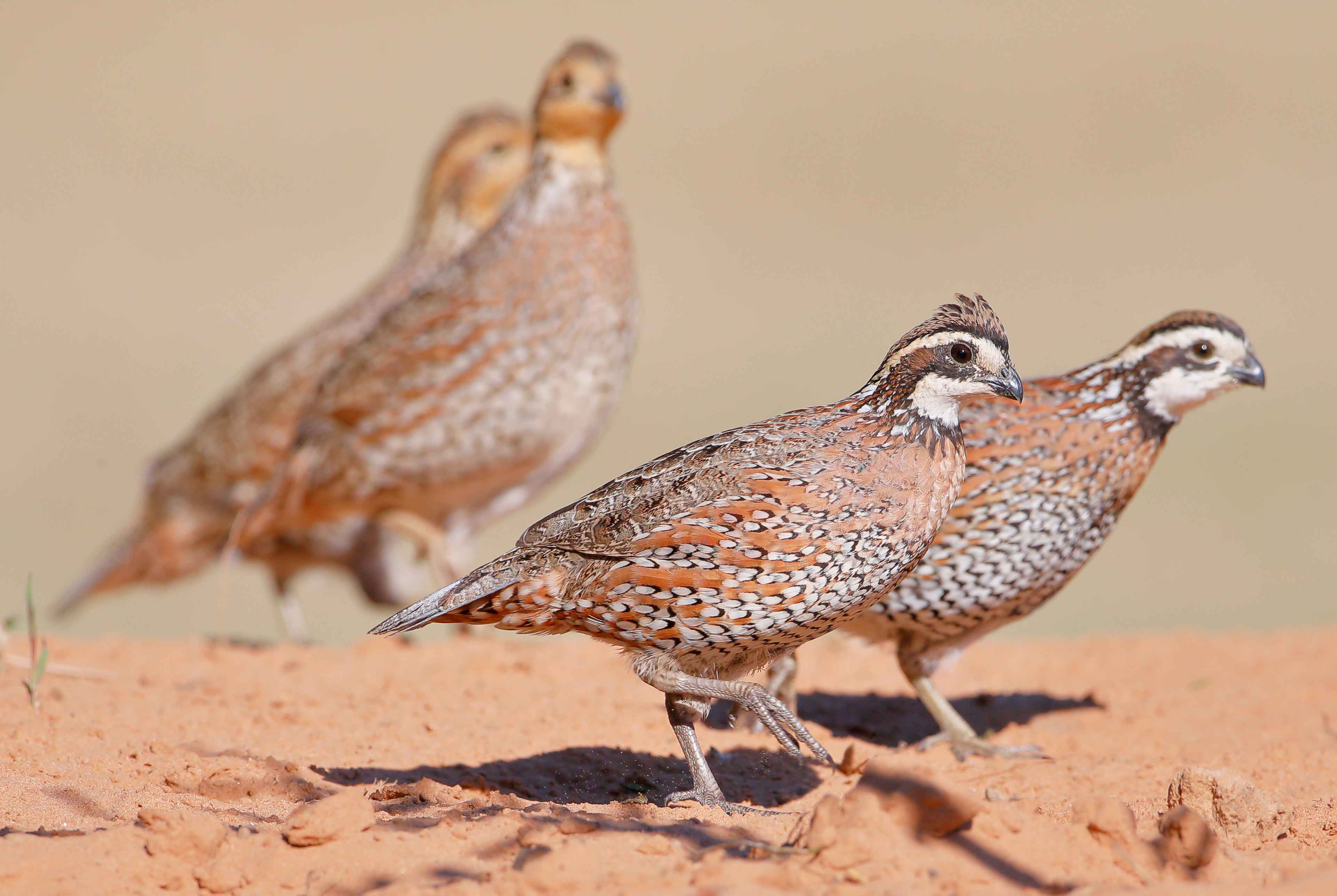 BOBWHITE QUAIL
