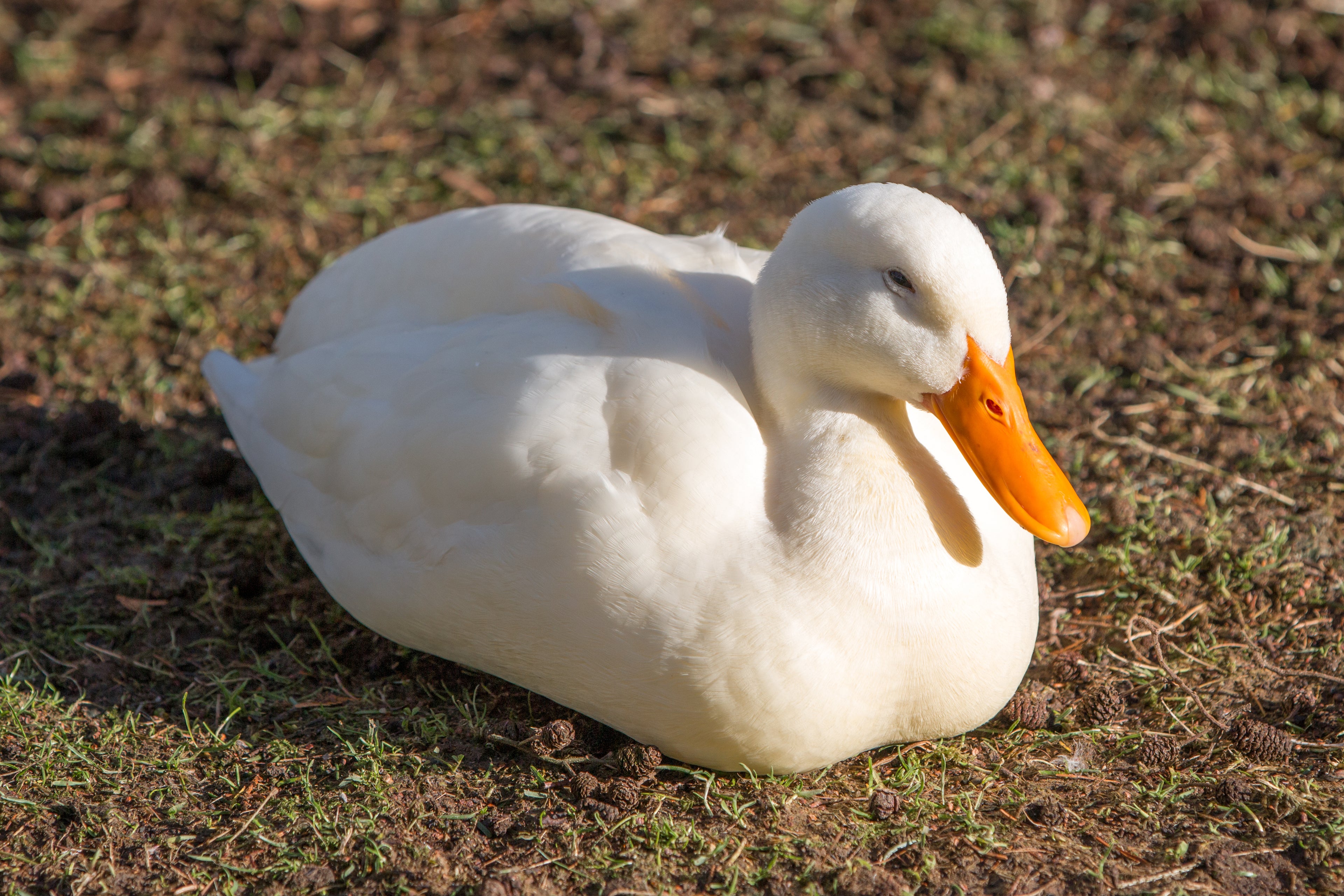 WHITE LAYER DUCK