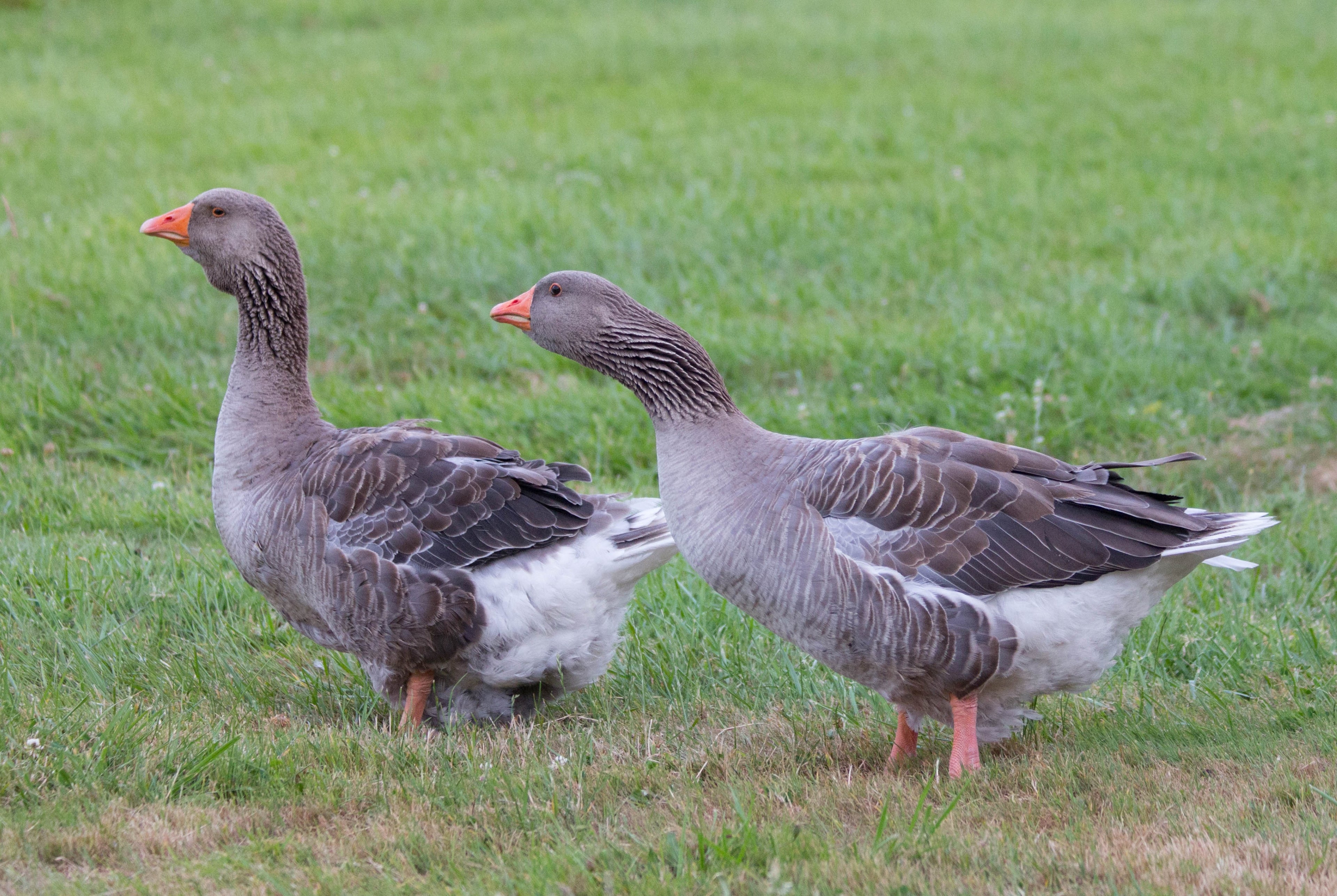GRAY TOULOUSE GOSLING