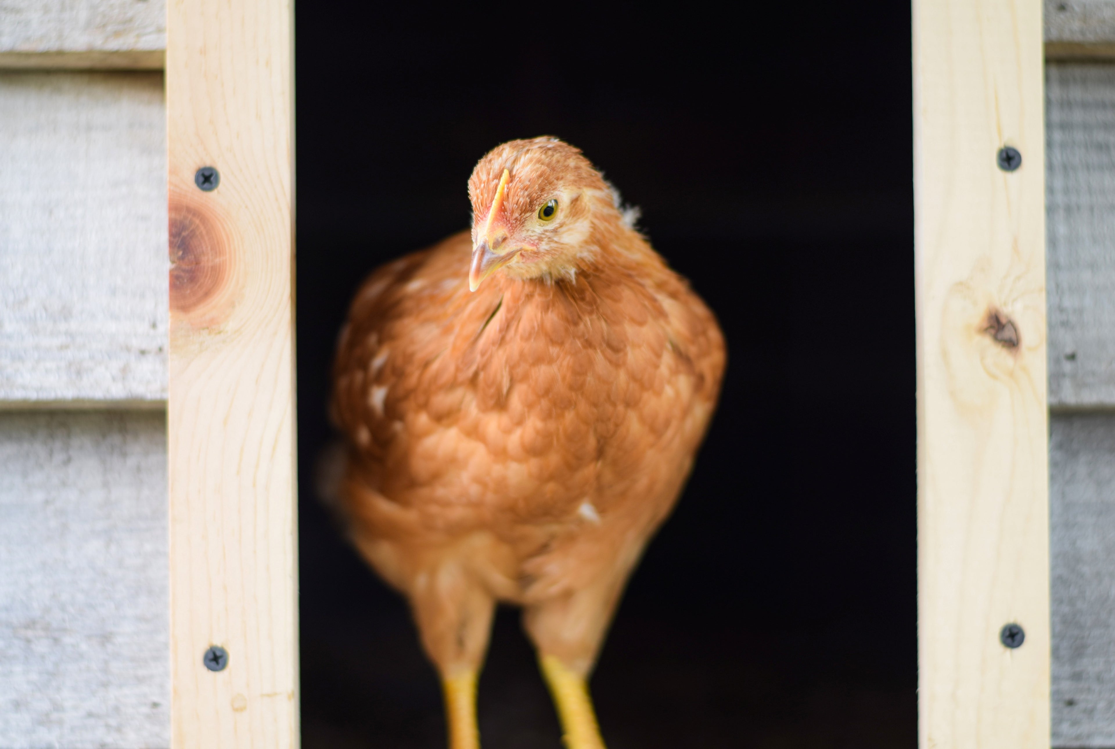 GOLDEN COMET PULLET