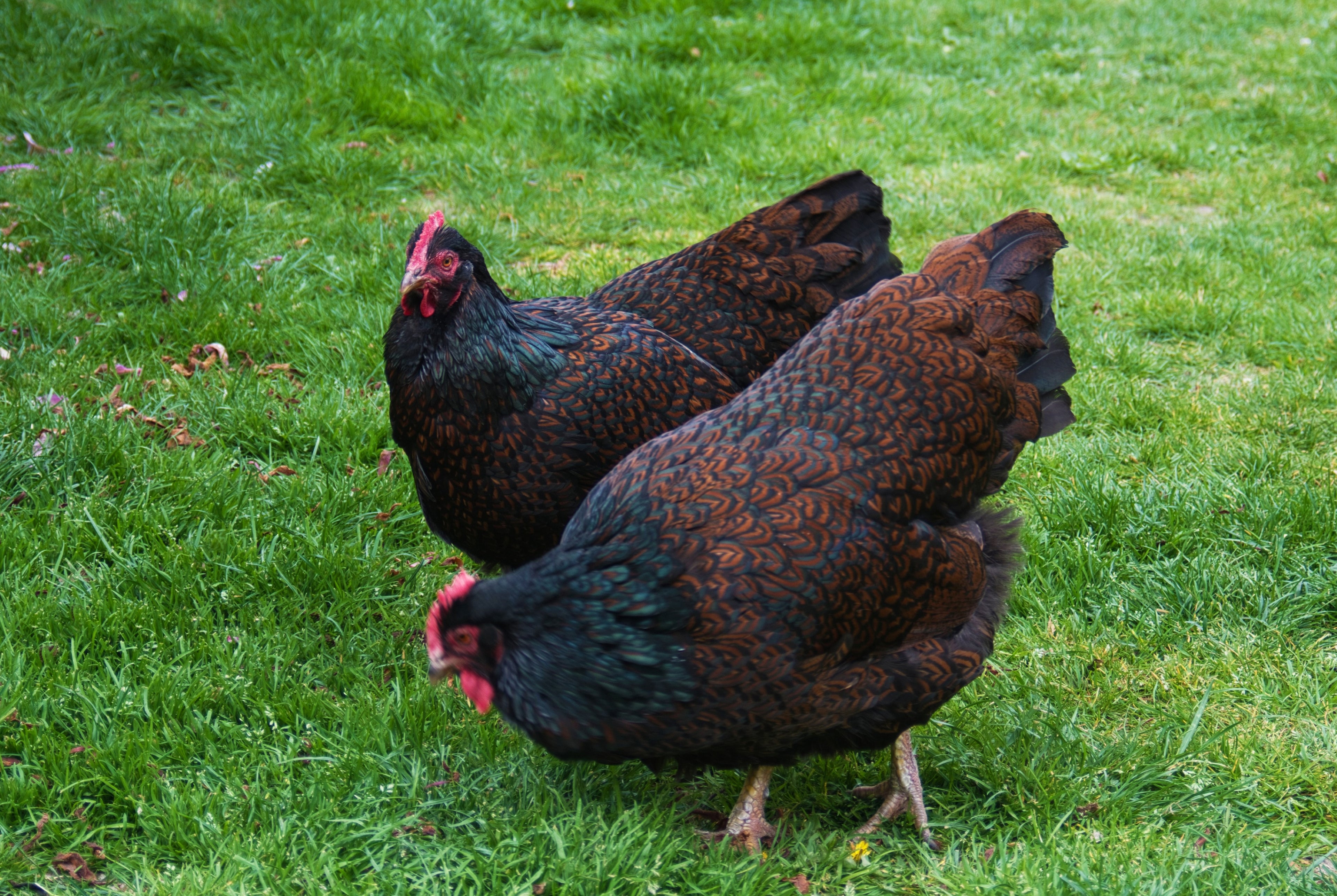 BARNEVELDER SR