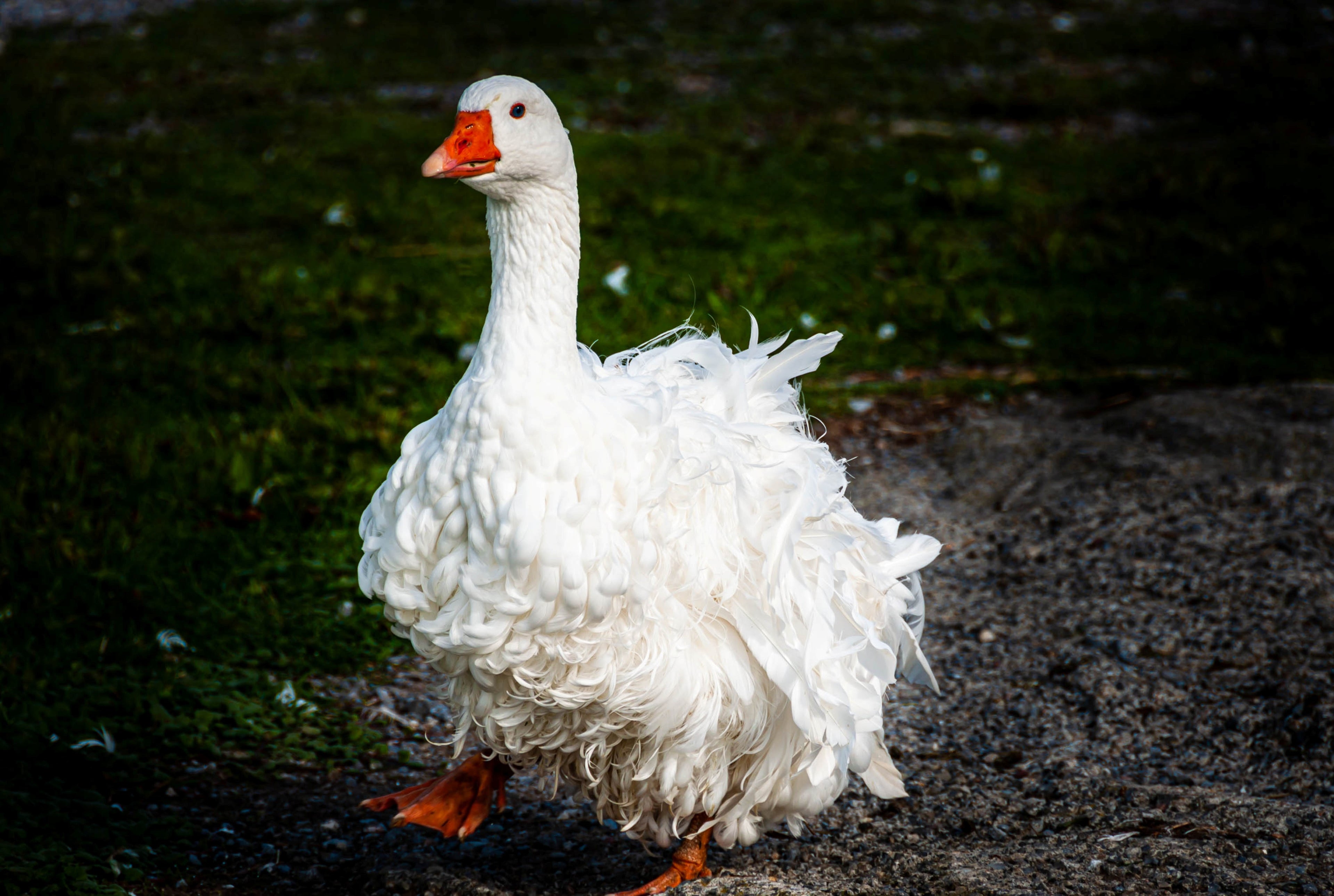 SEBASTOPOL GOOSE