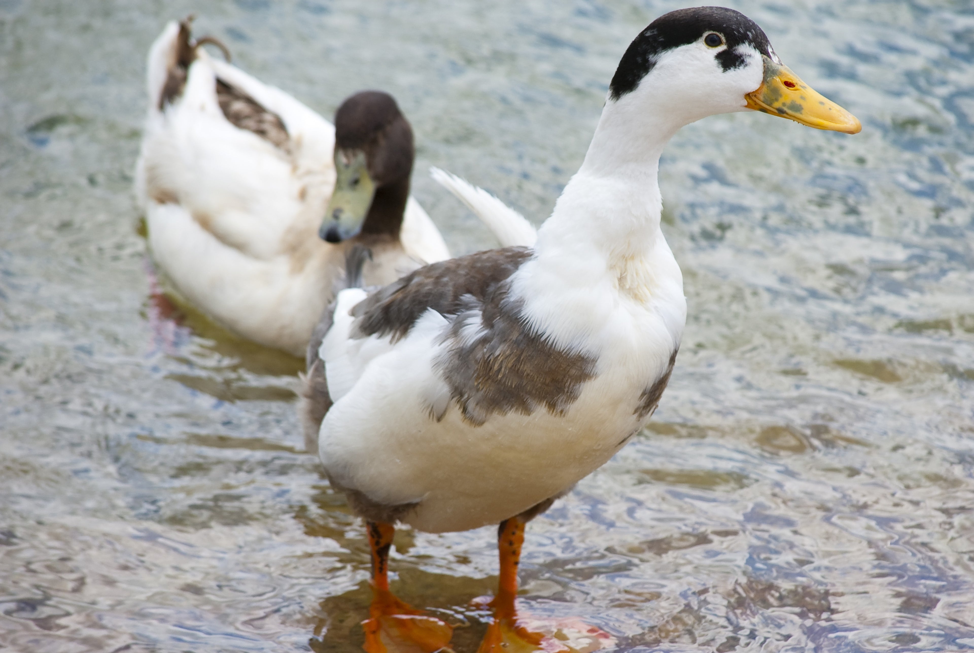 MAGPIE DUCK