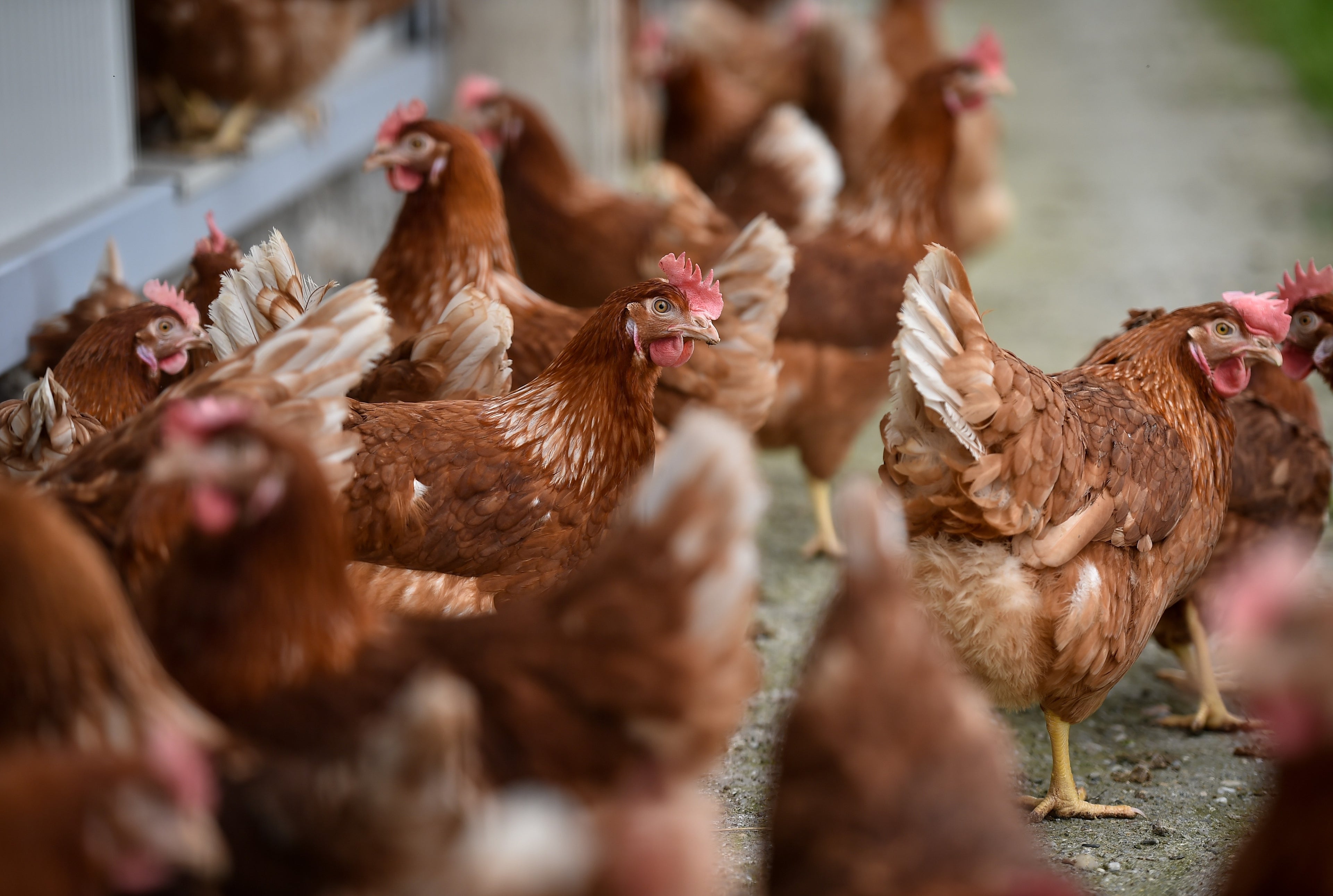 NOVOGEN BROWN PULLET