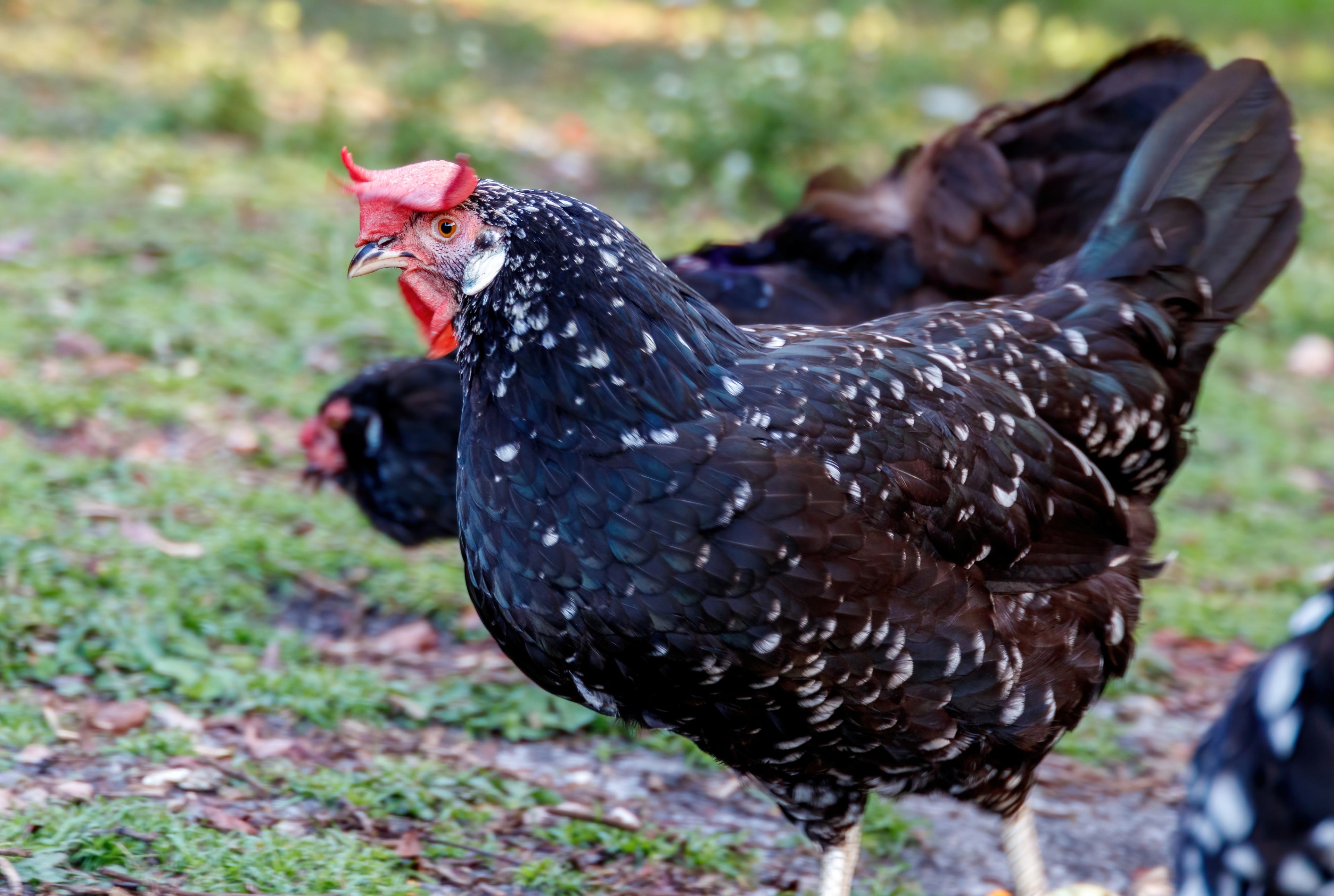 ANCONA PULLET