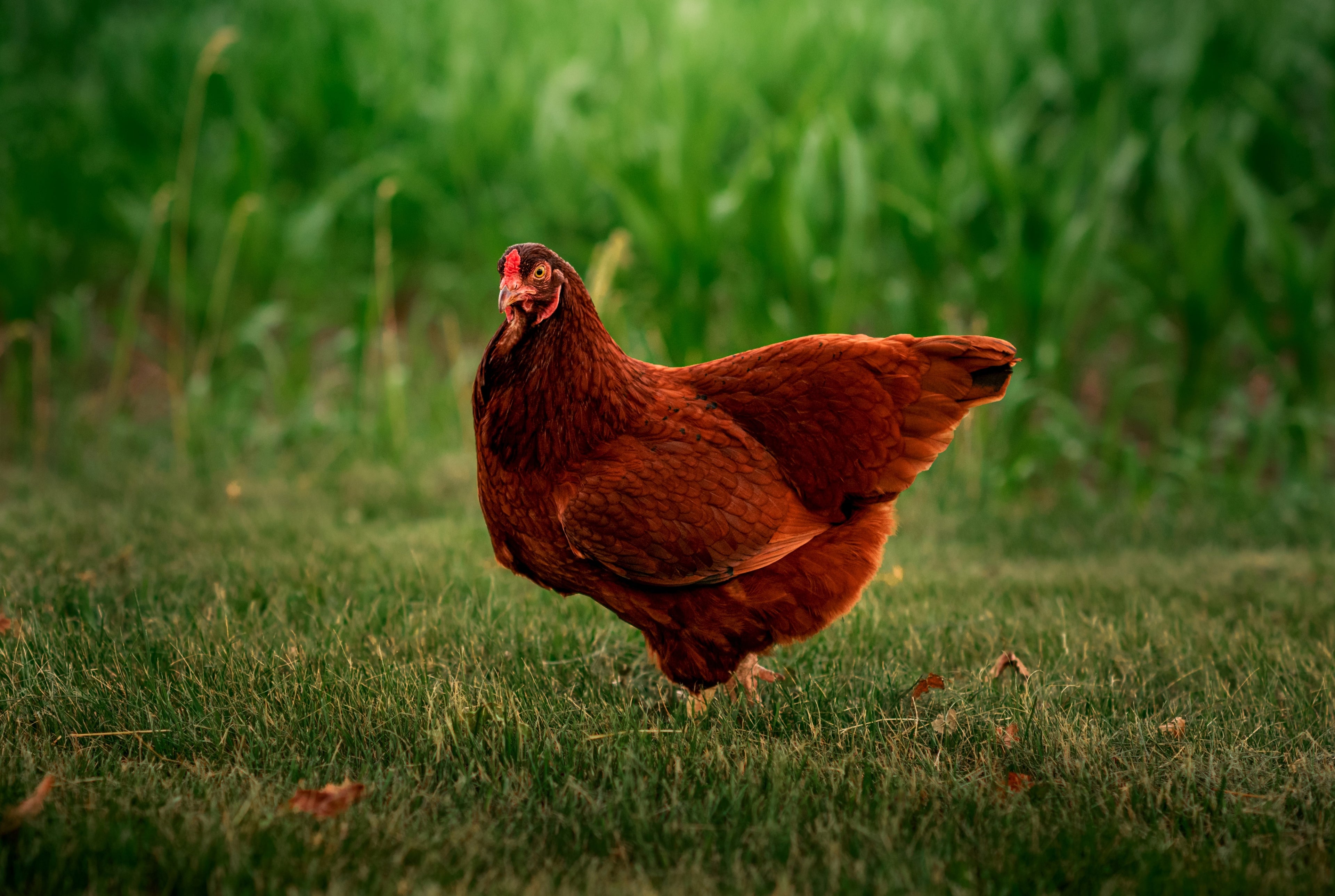 BUCKEYE PULLET
