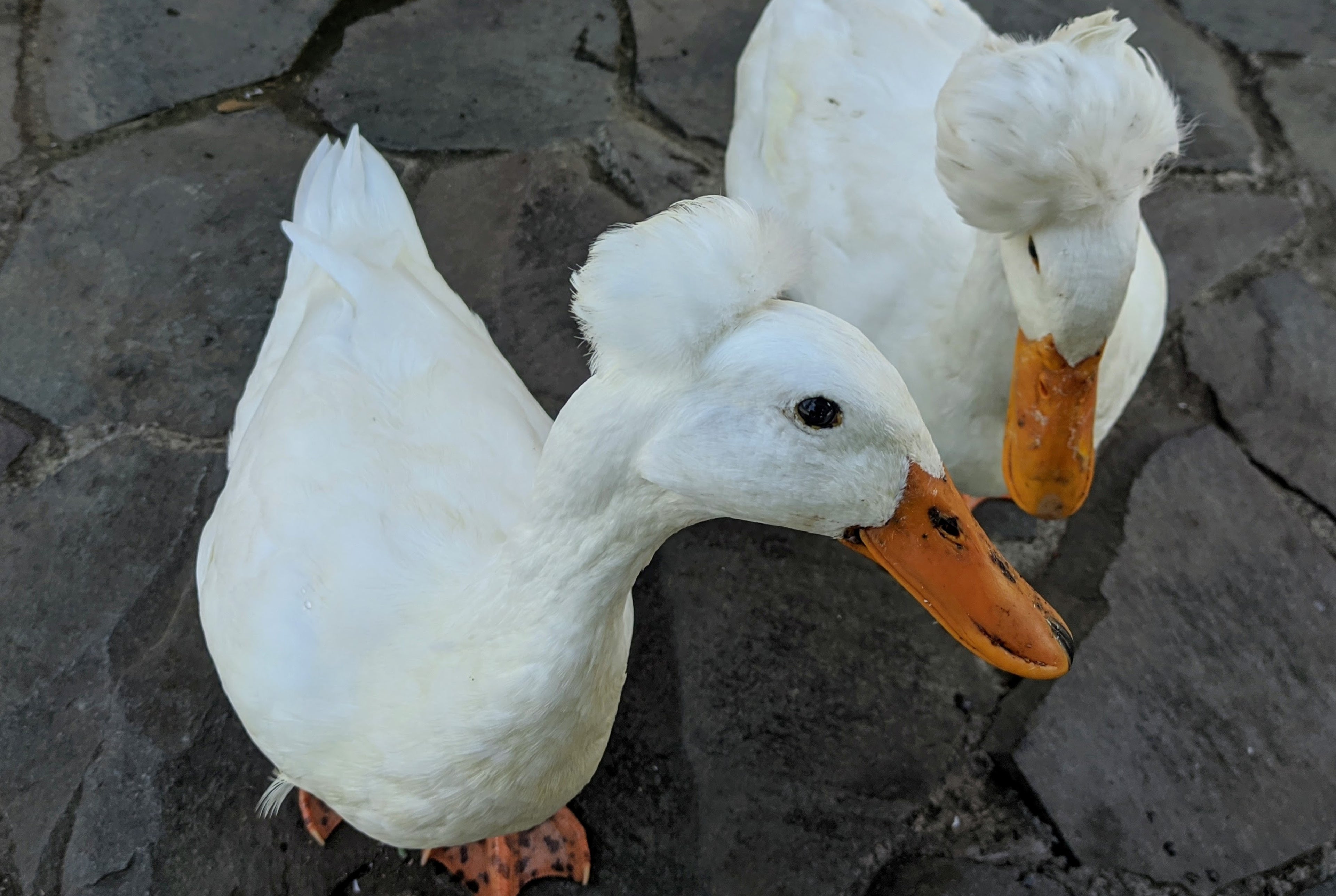 WHITE CRESTED DUCK
