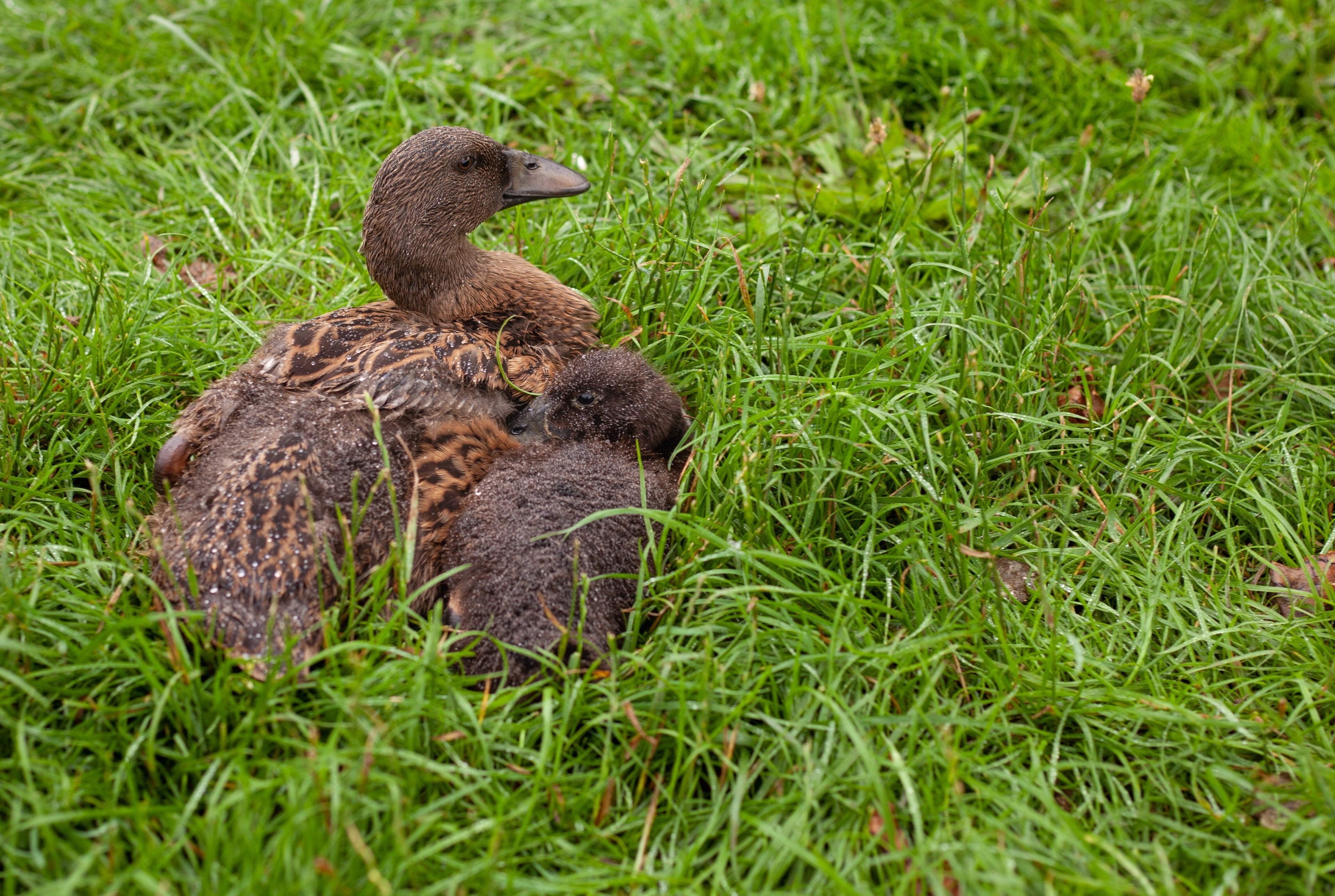 CHOCOLATE RUNNER DUCK