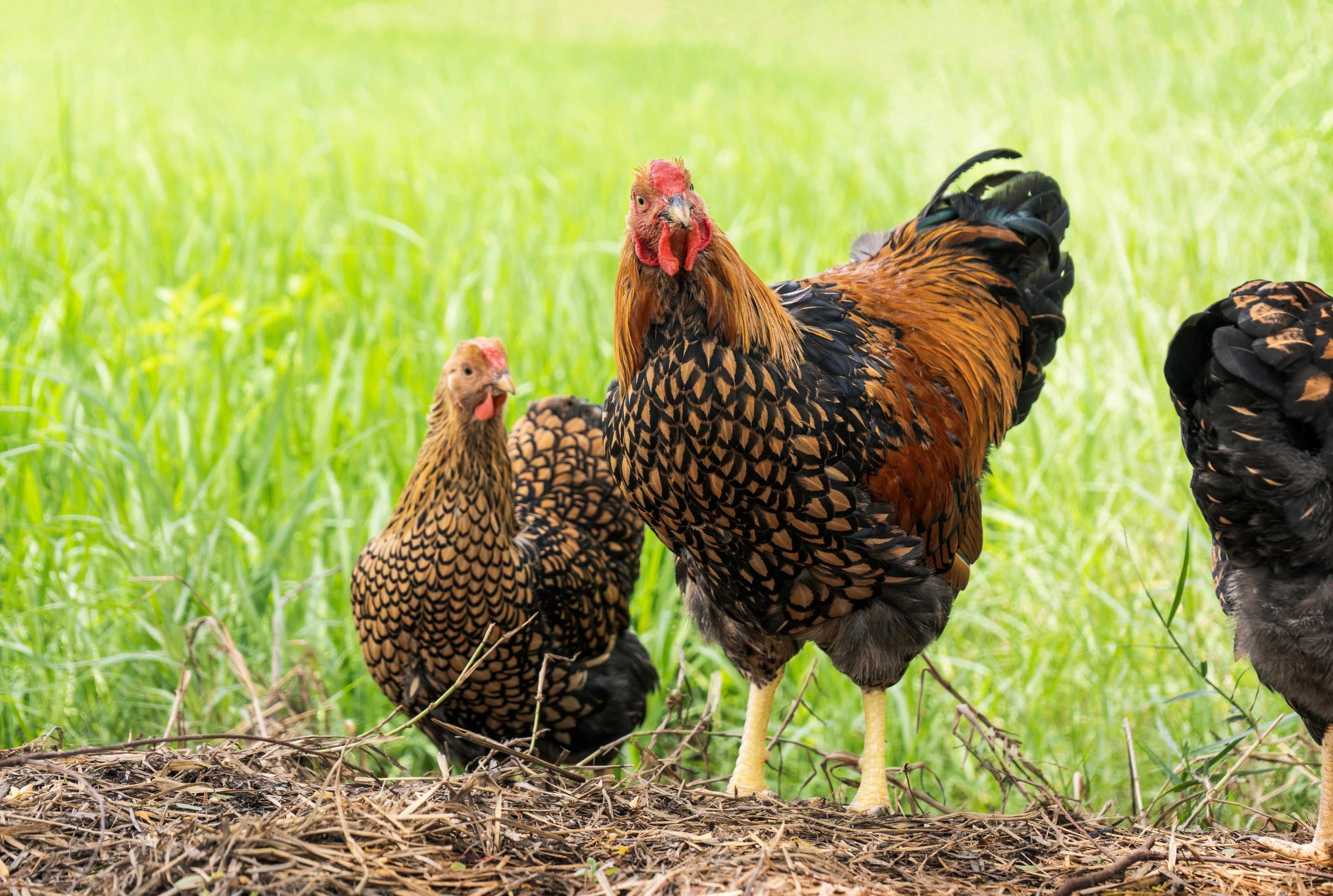 GOLD LACED WYANDOTTE PULLET