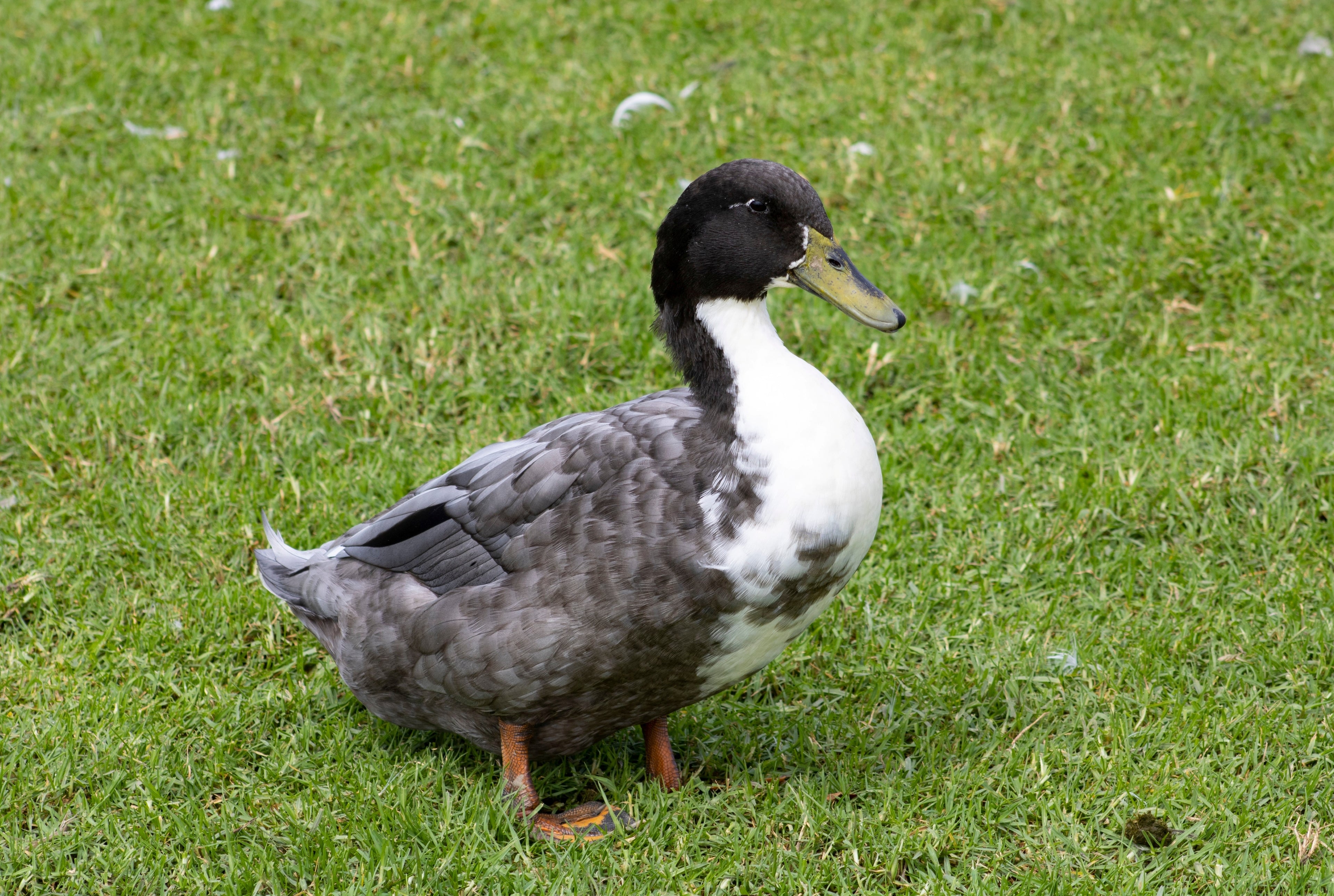 BLUE SWEDISH DUCK