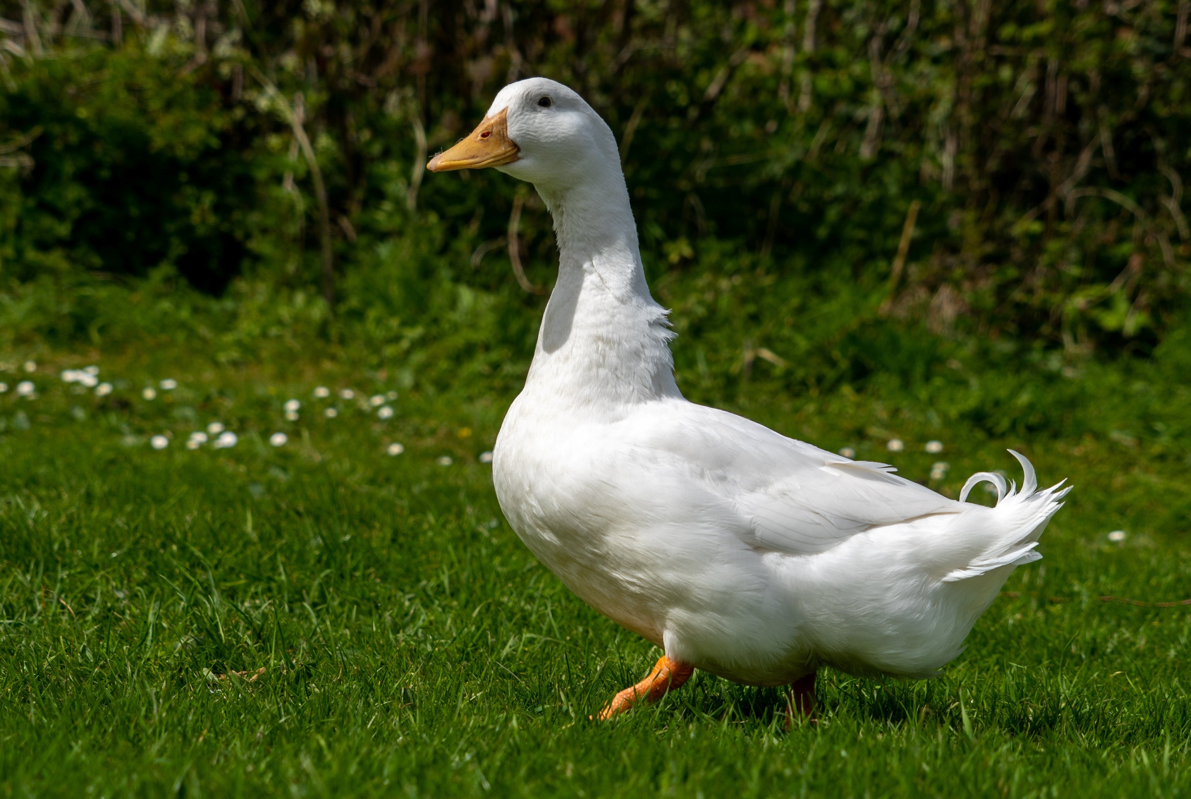 JUMBO PEKIN DUCK