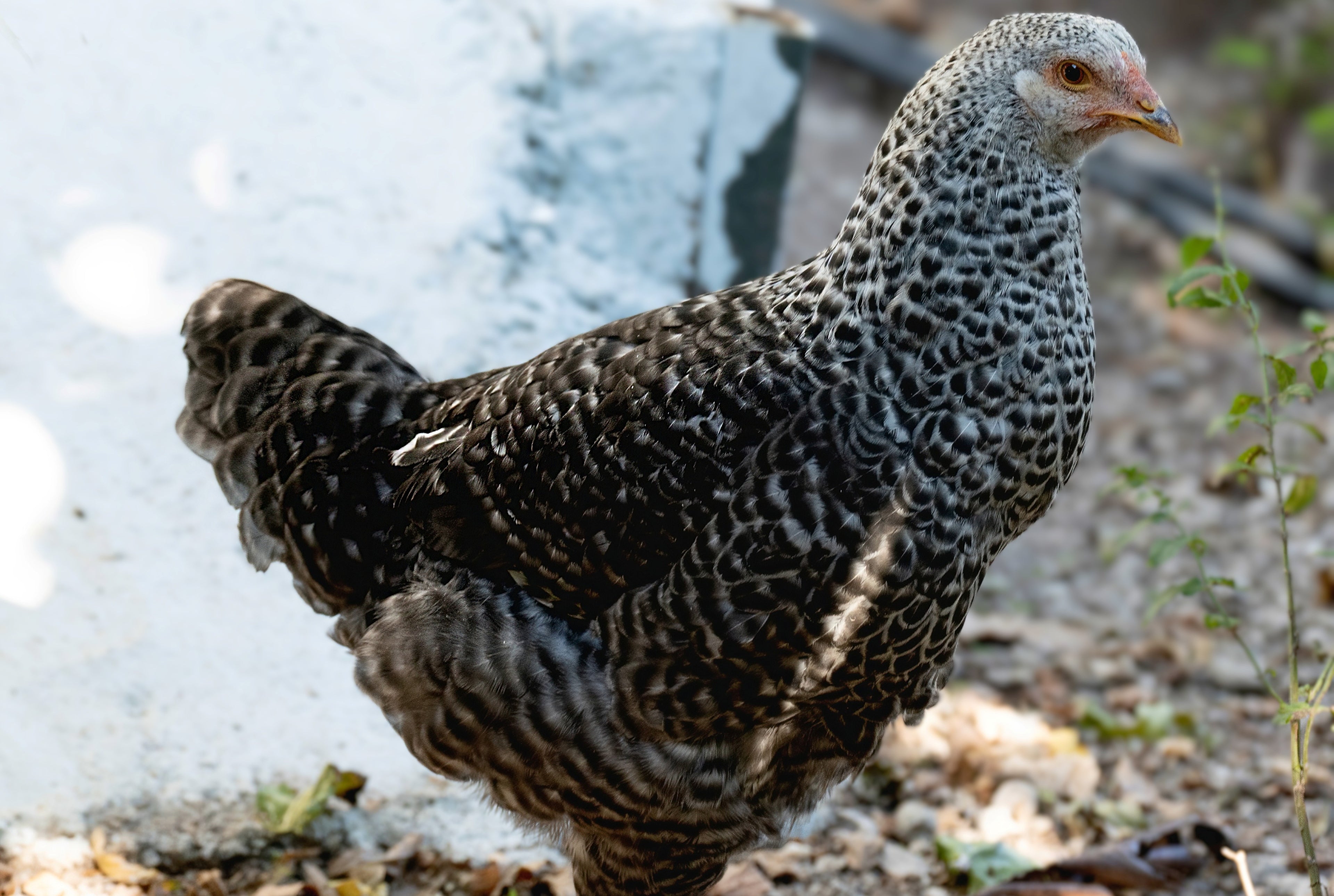 FRENCH CUCKOO MARAN PULLET