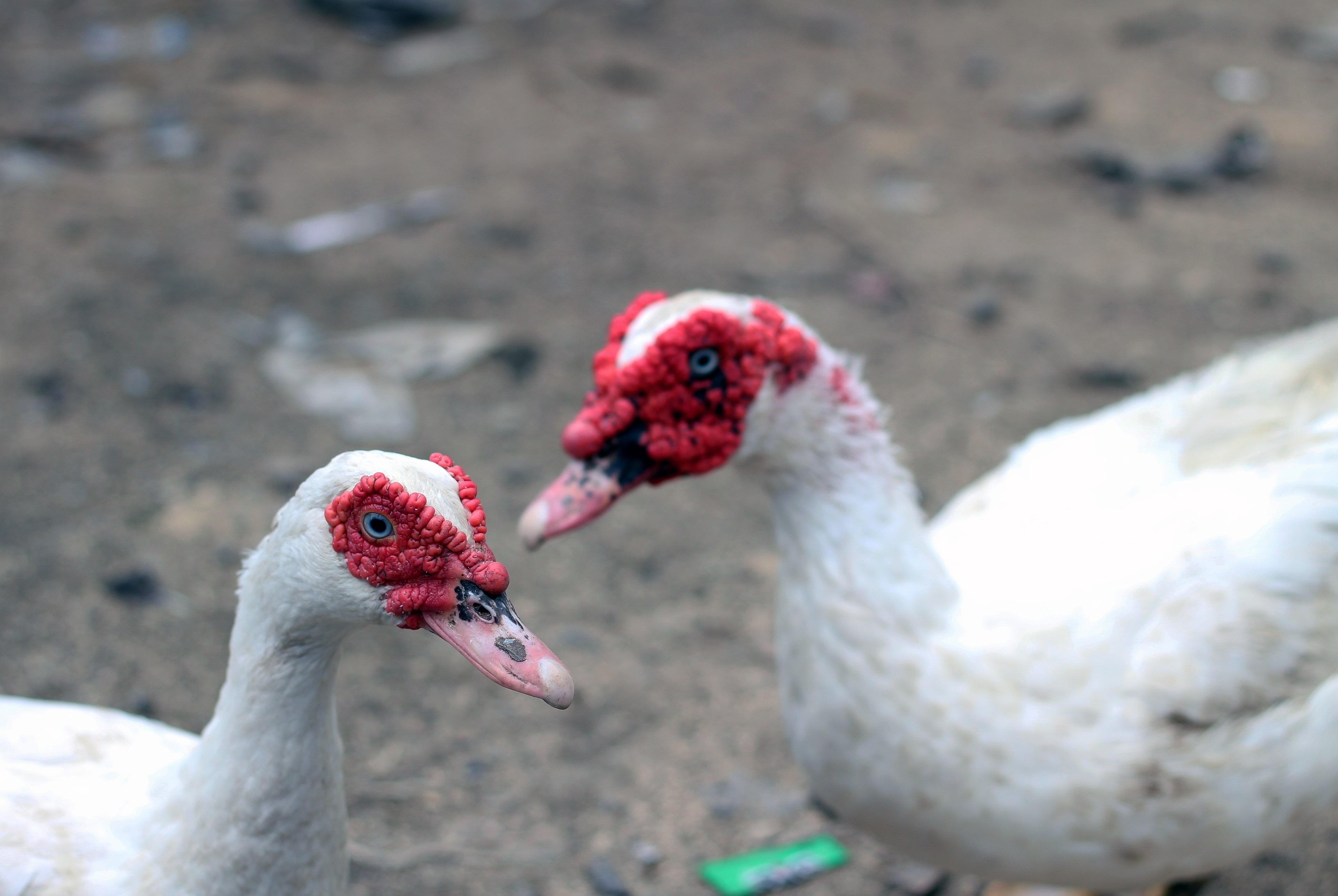WHITE MUSCOVY DUCK