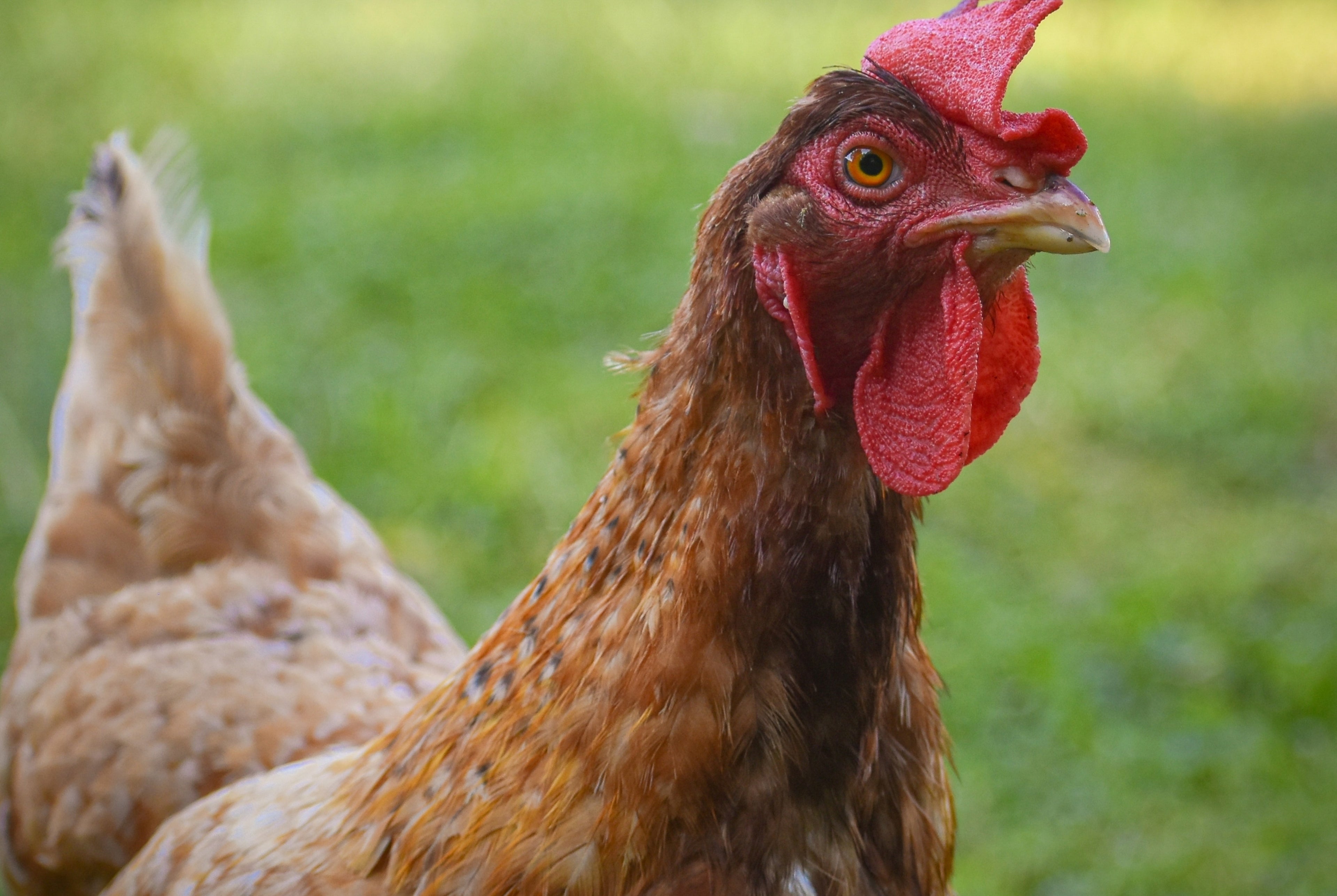 TOPAZ BROWN PULLET
