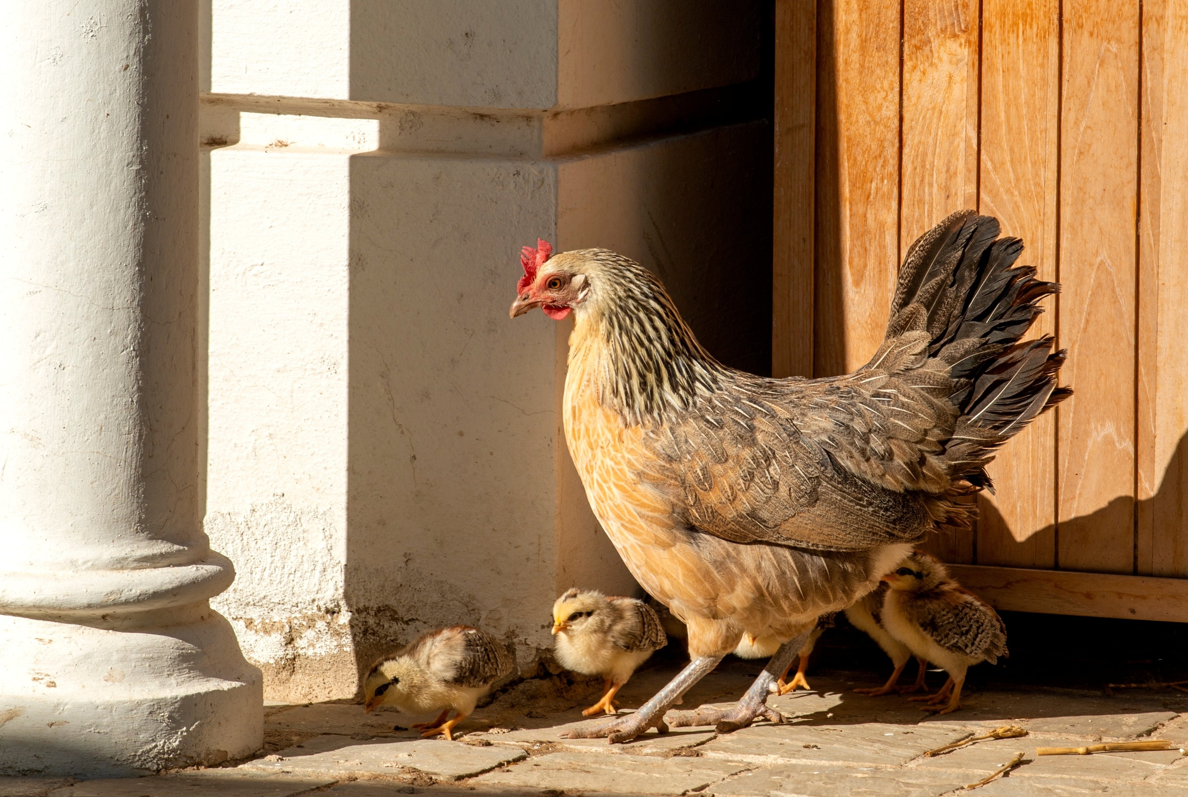 CRELE PENEDESENCA PULLET