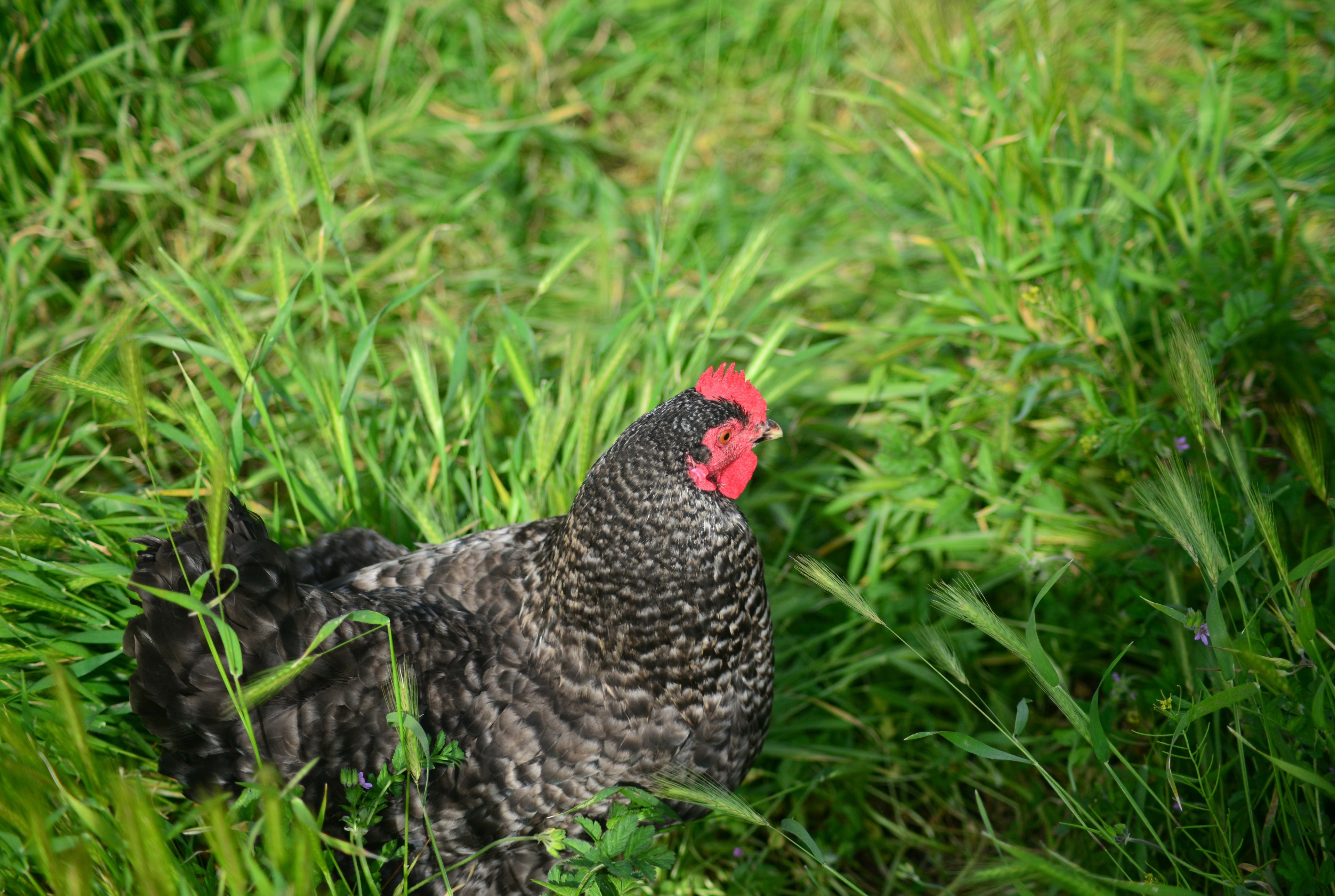 CUCKOO MARAN SR