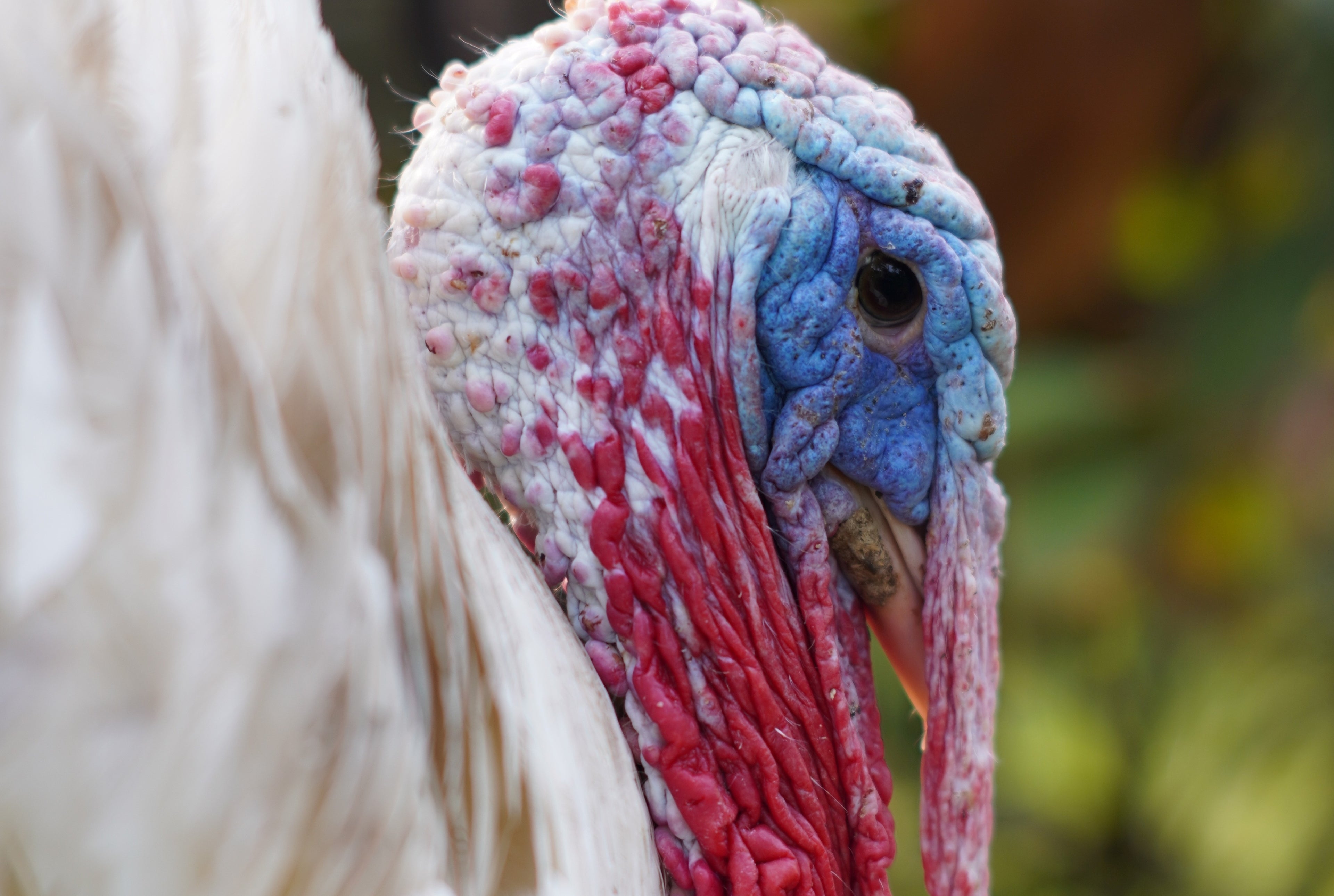 WHITE HOLLAND TURKEY SR