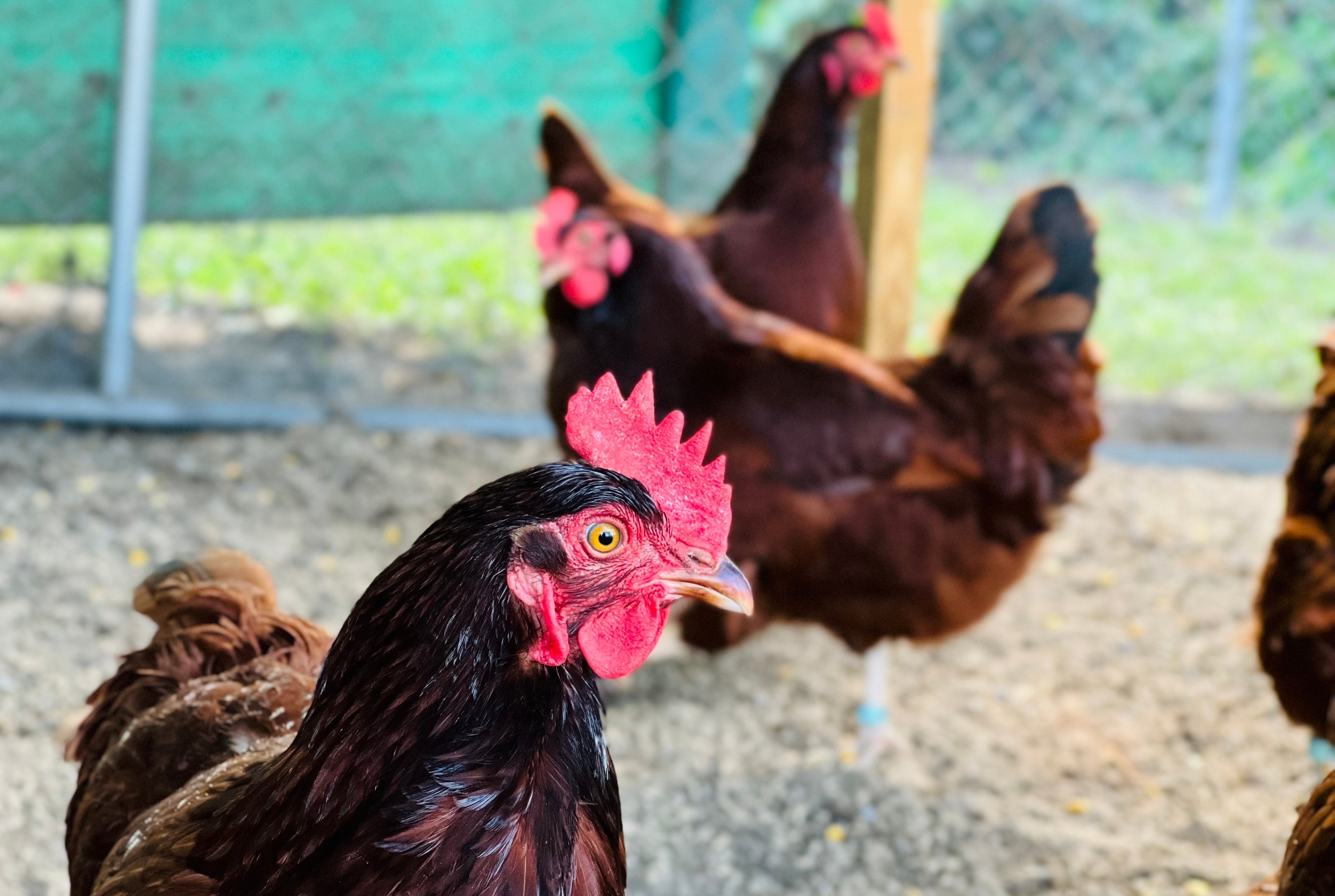 RHODE ISLAND RED ST. RUN