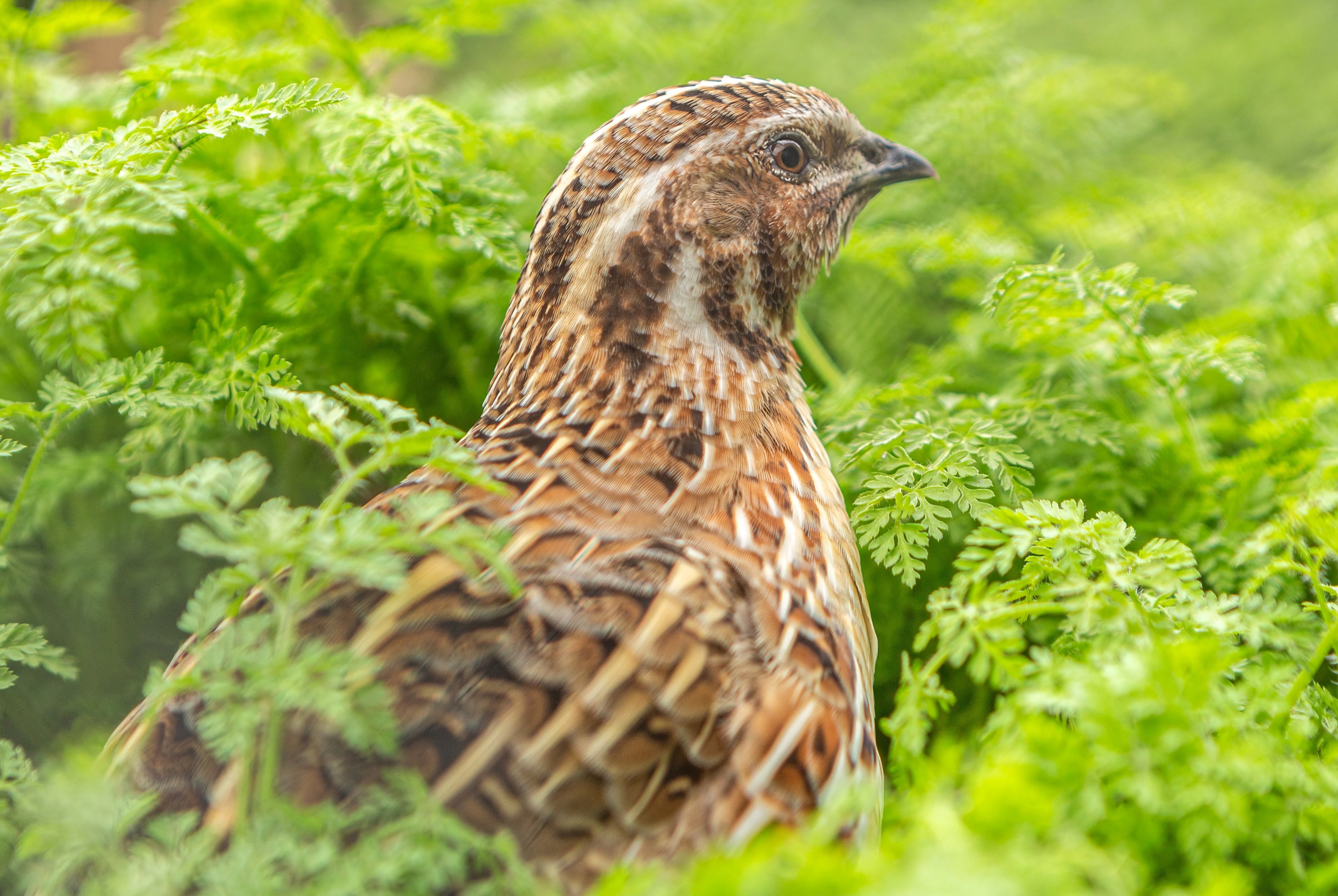 COTURNIX QUAIL