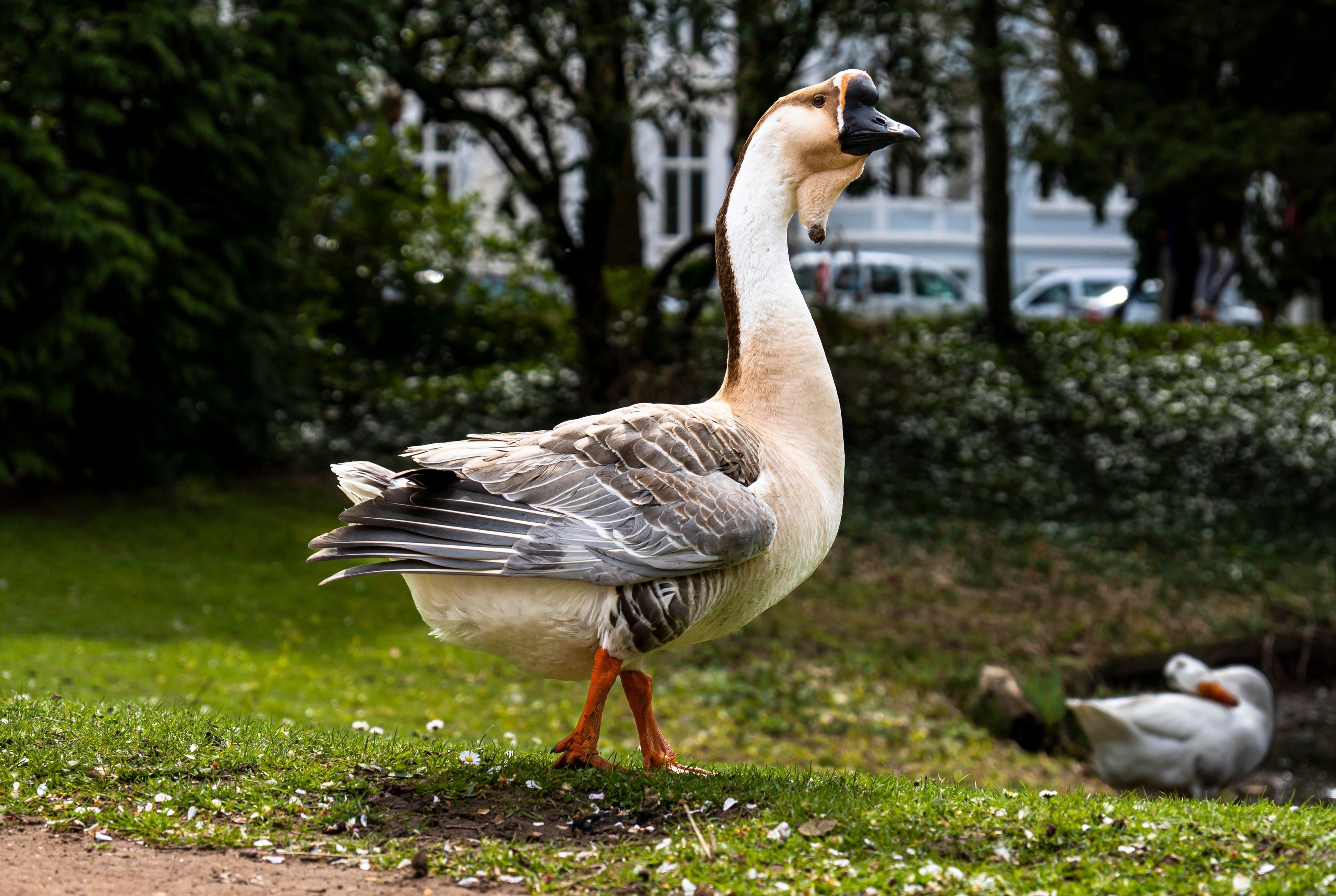 SUPER AFRICAN GOSLING