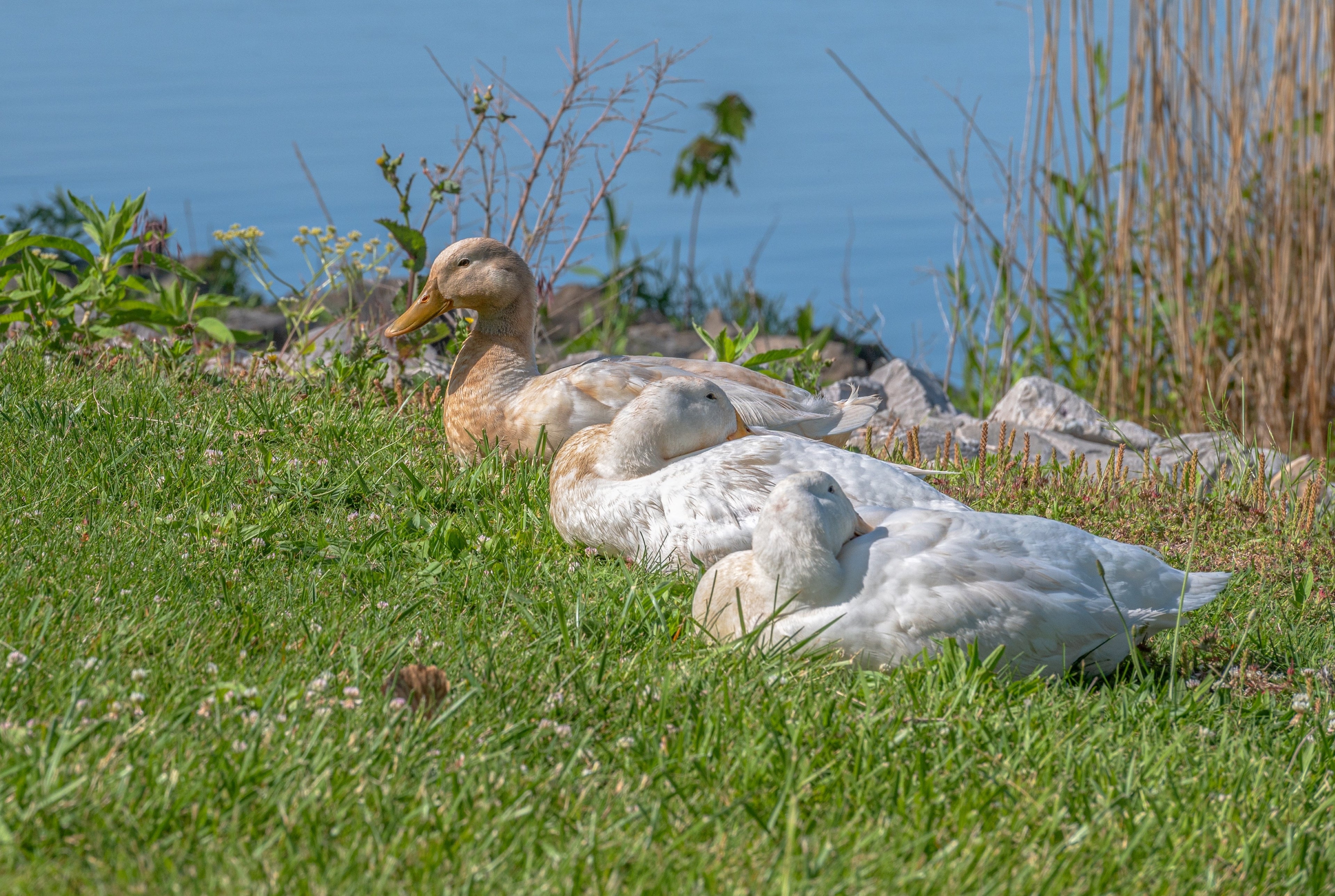 SAXONY DUCK