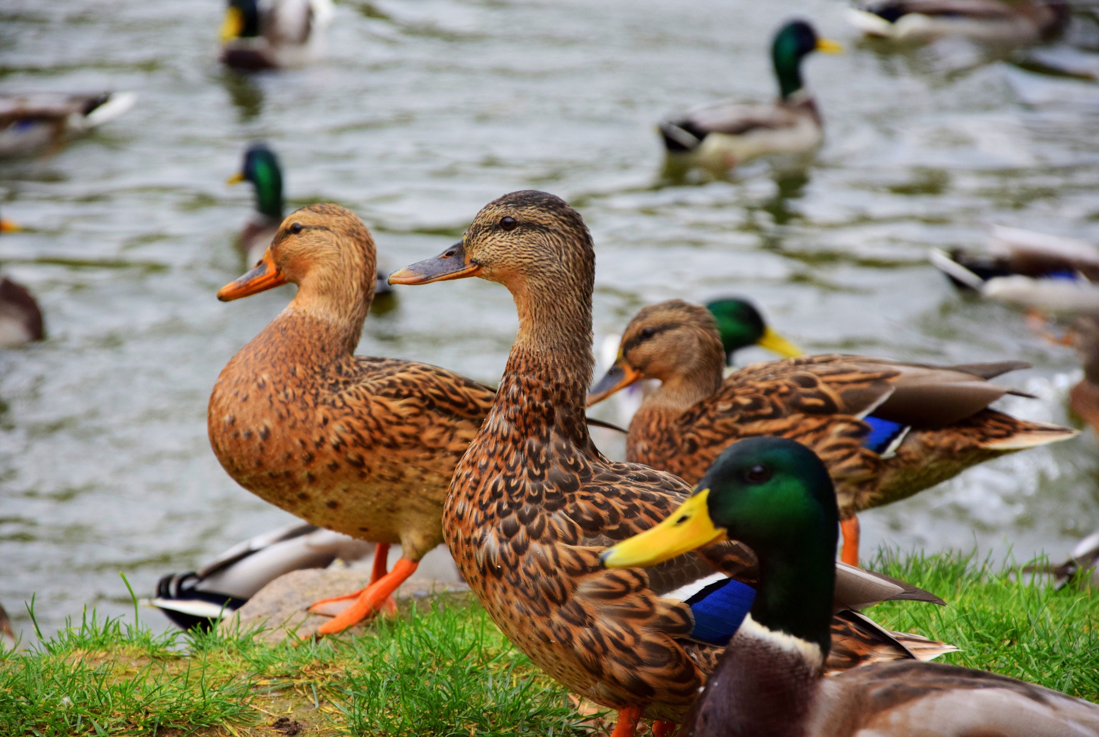 ROUEN DUCK