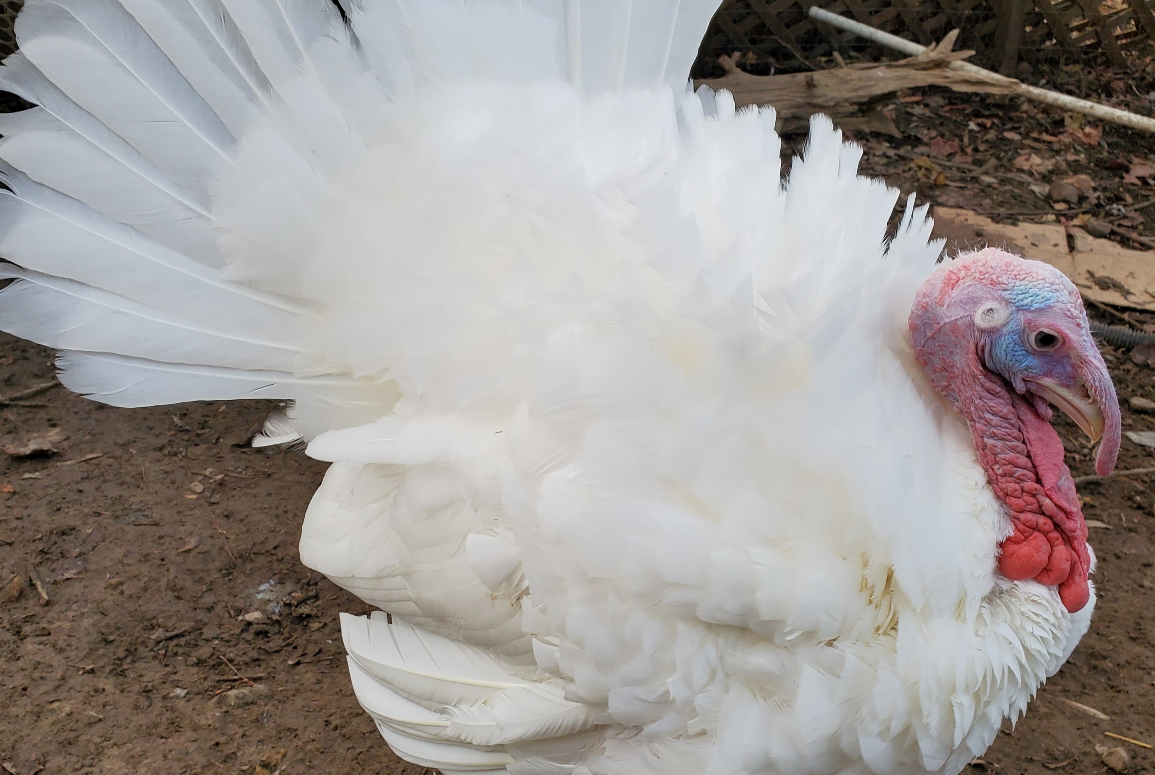 MIDGET WHITE TURKEY SR