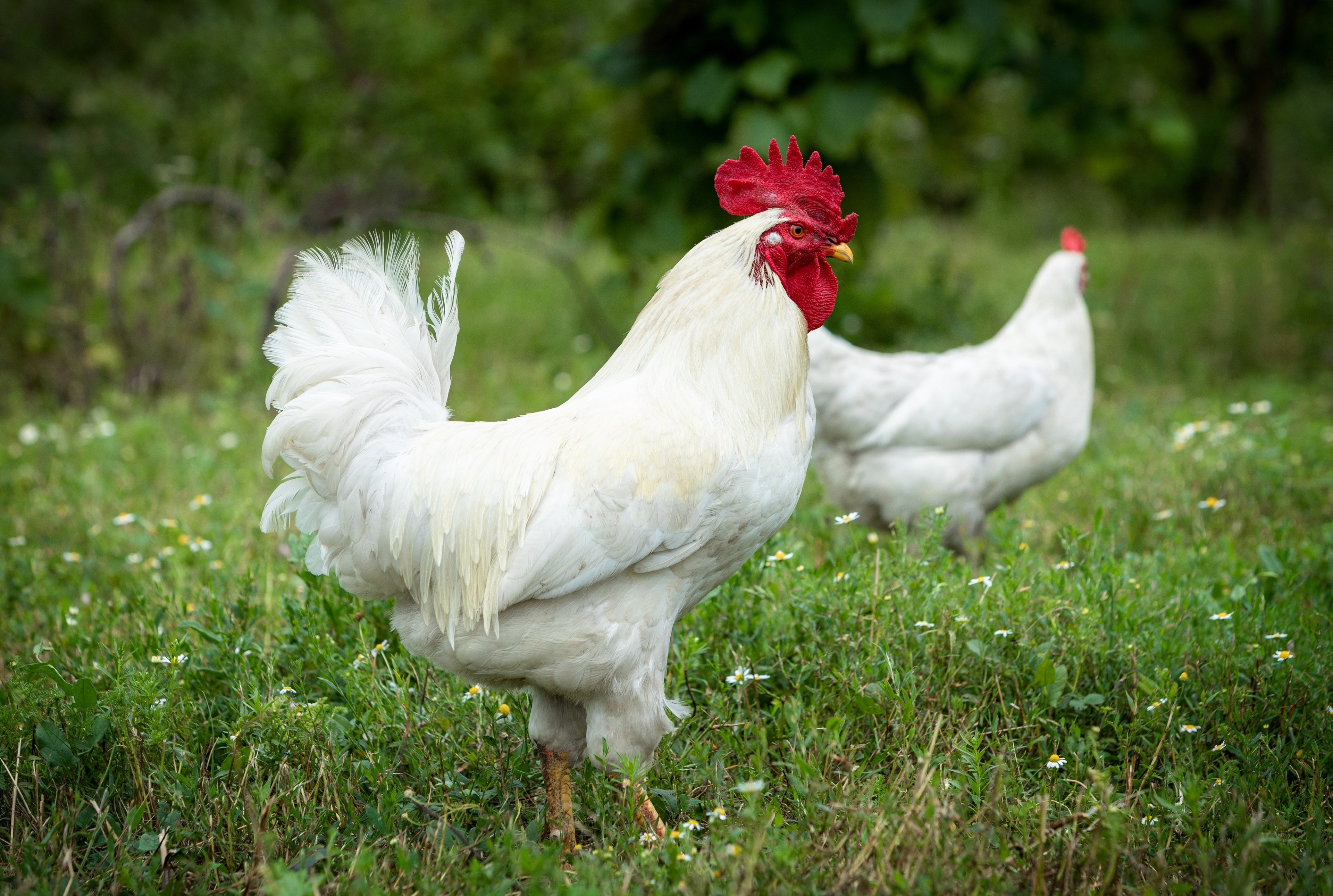 WHITE JERSEY GIANT PULLET