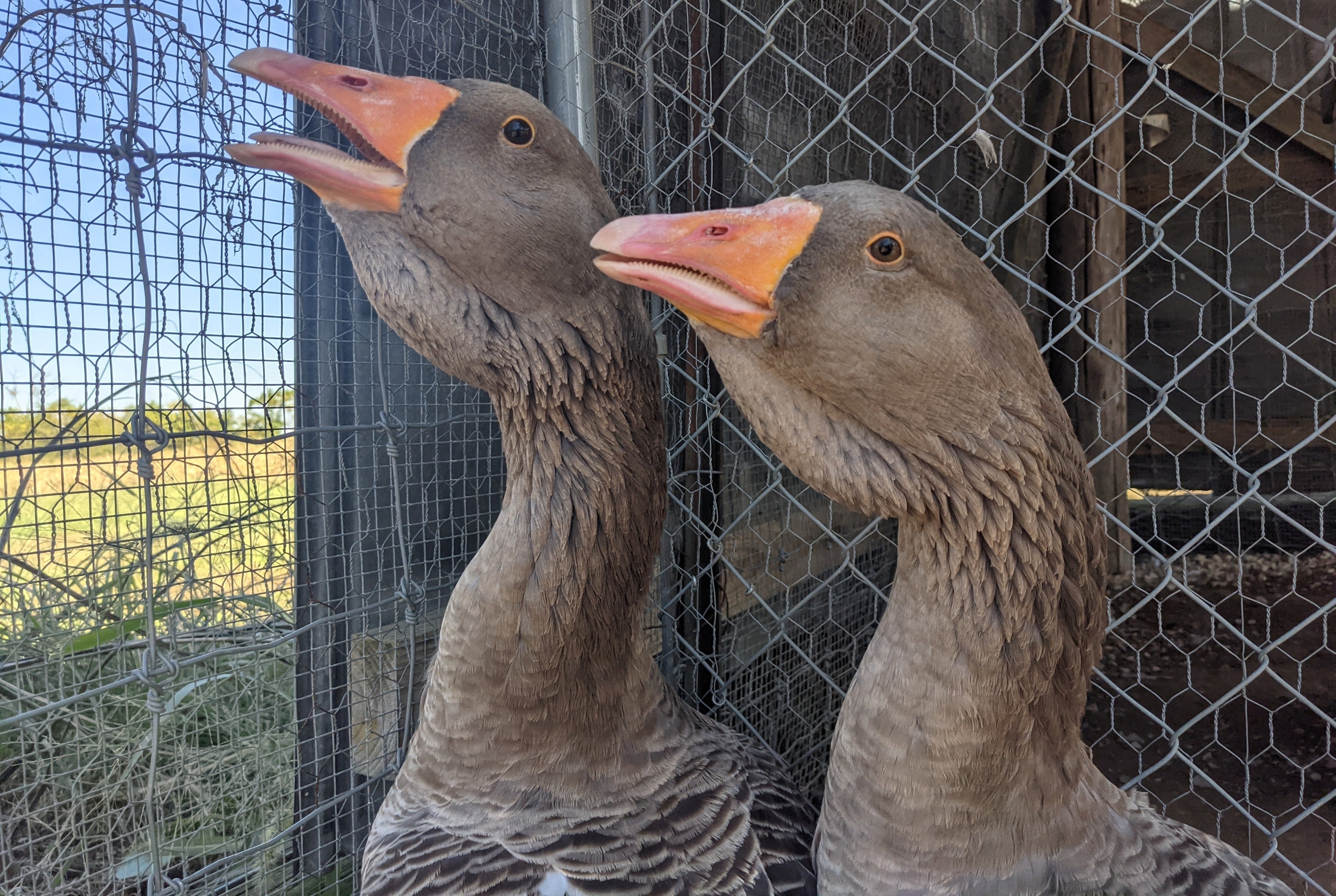LG DEWLAP TOULOUSE GOSLING