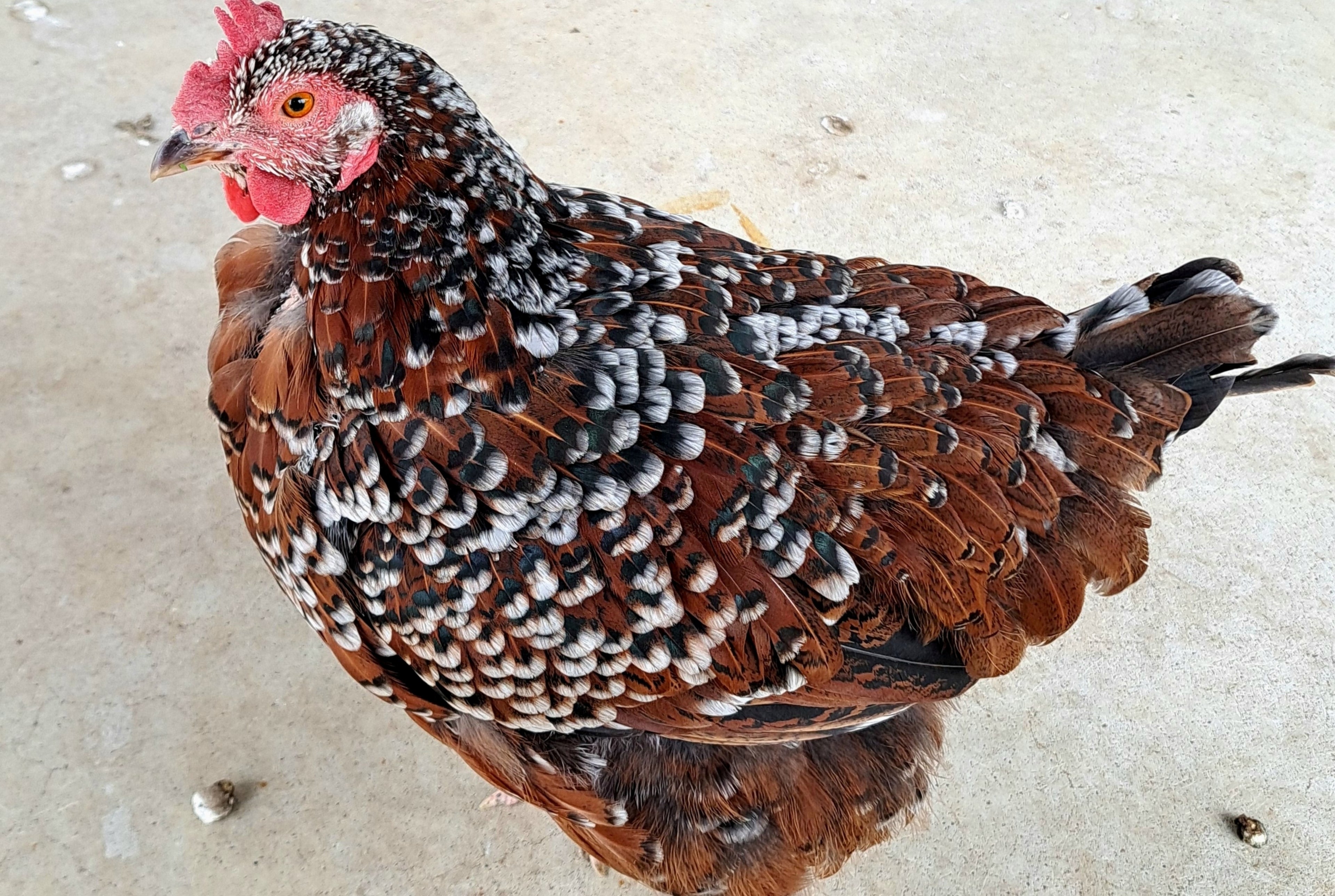 SPECKLED SUSSEX PULLET
