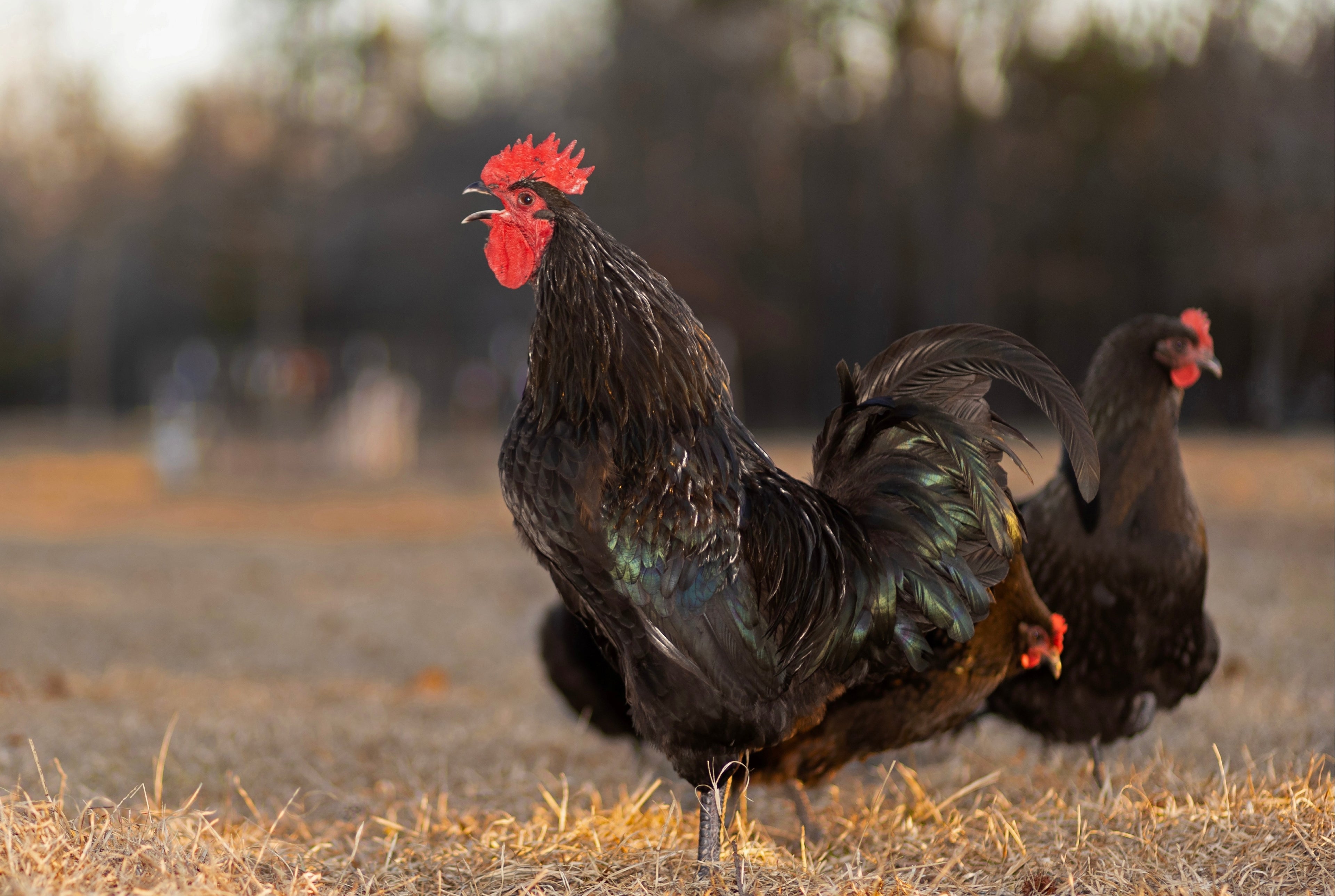 BLACK AUSTRALORP MALE