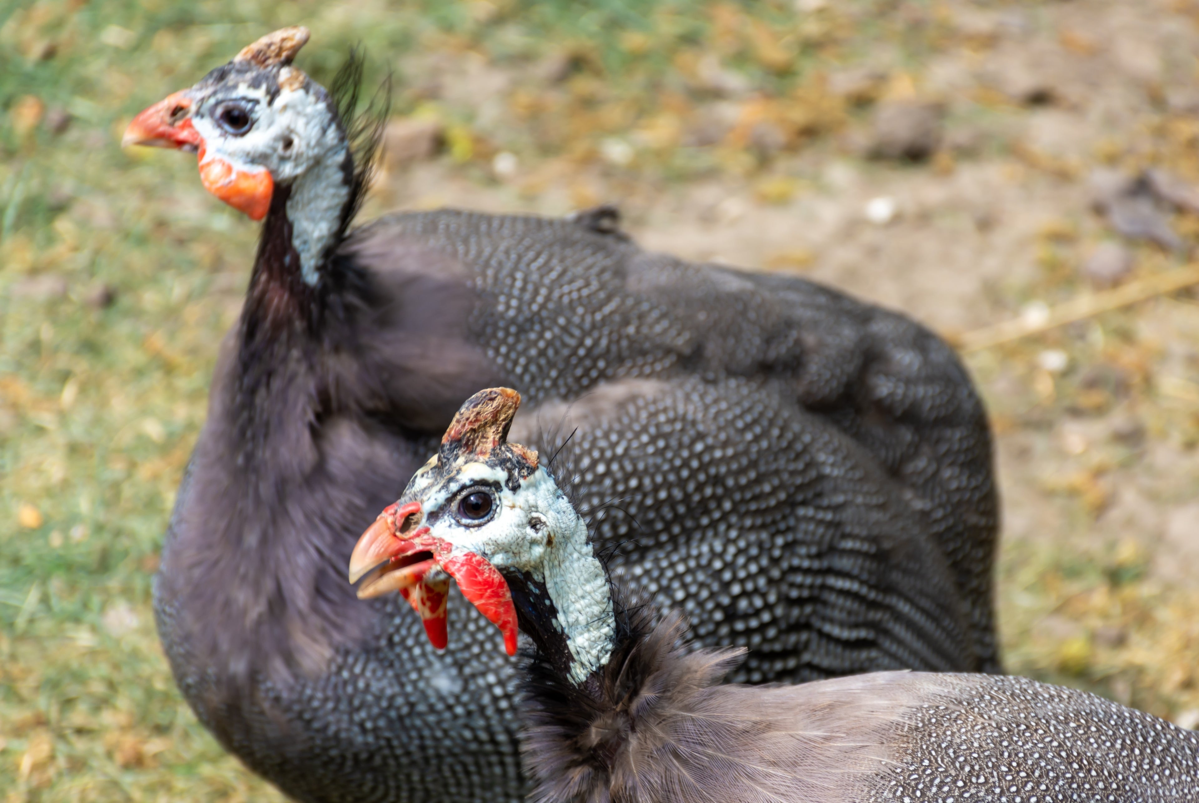 FRENCH PEARL GUINEA